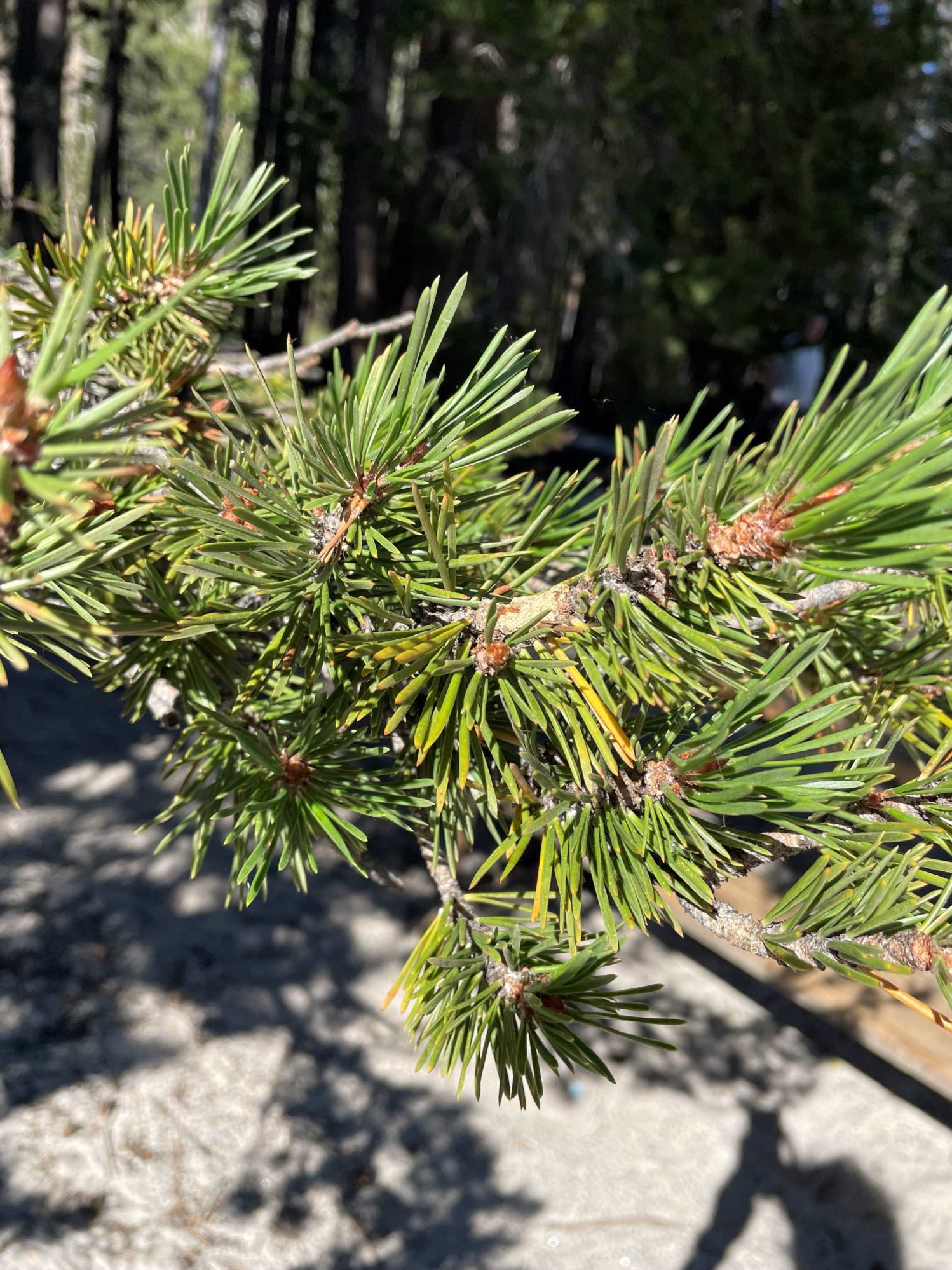 Pinus contorta (USA) – eFlora of India