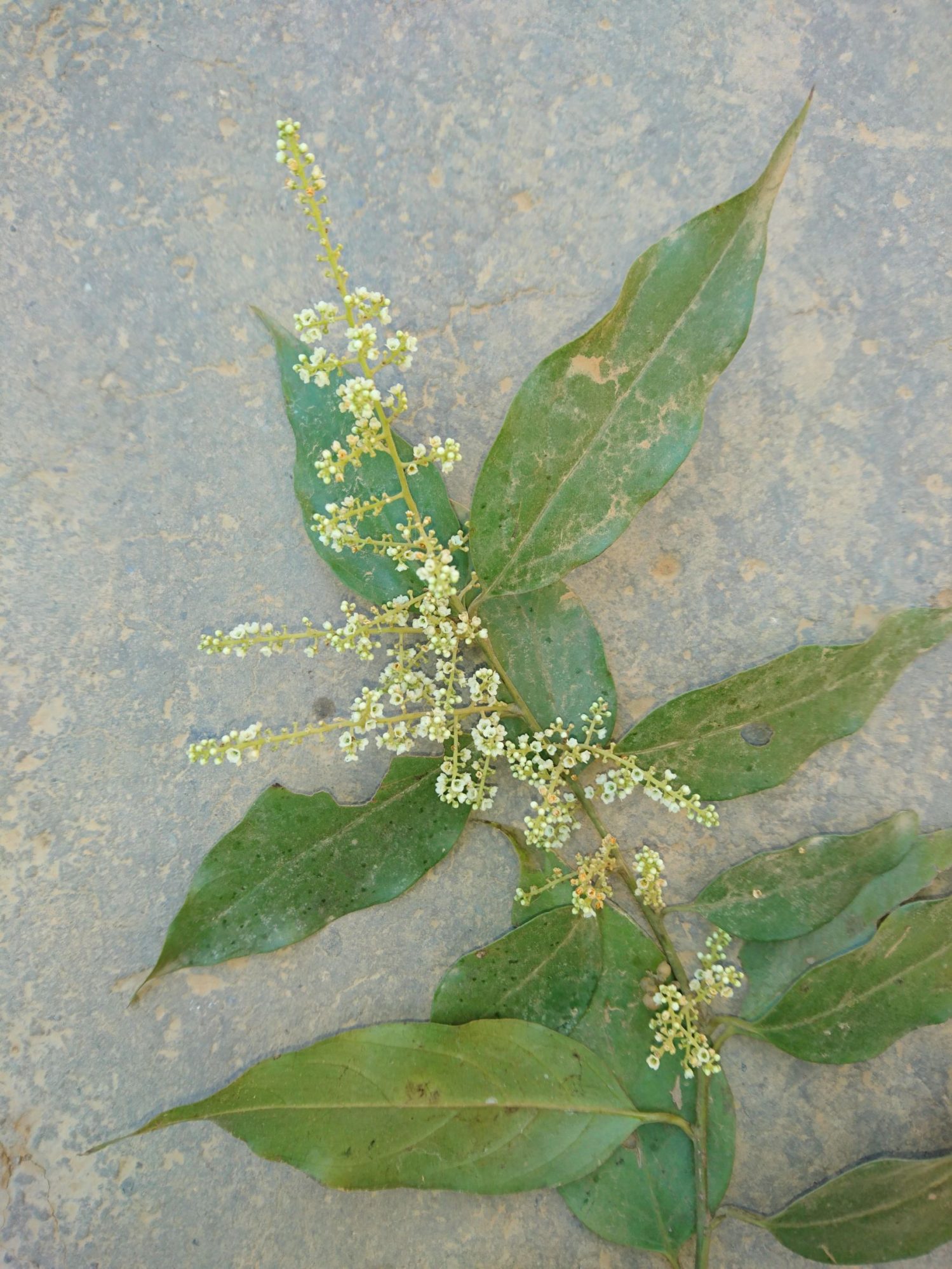 Maesa ramentacea – eFlora of India