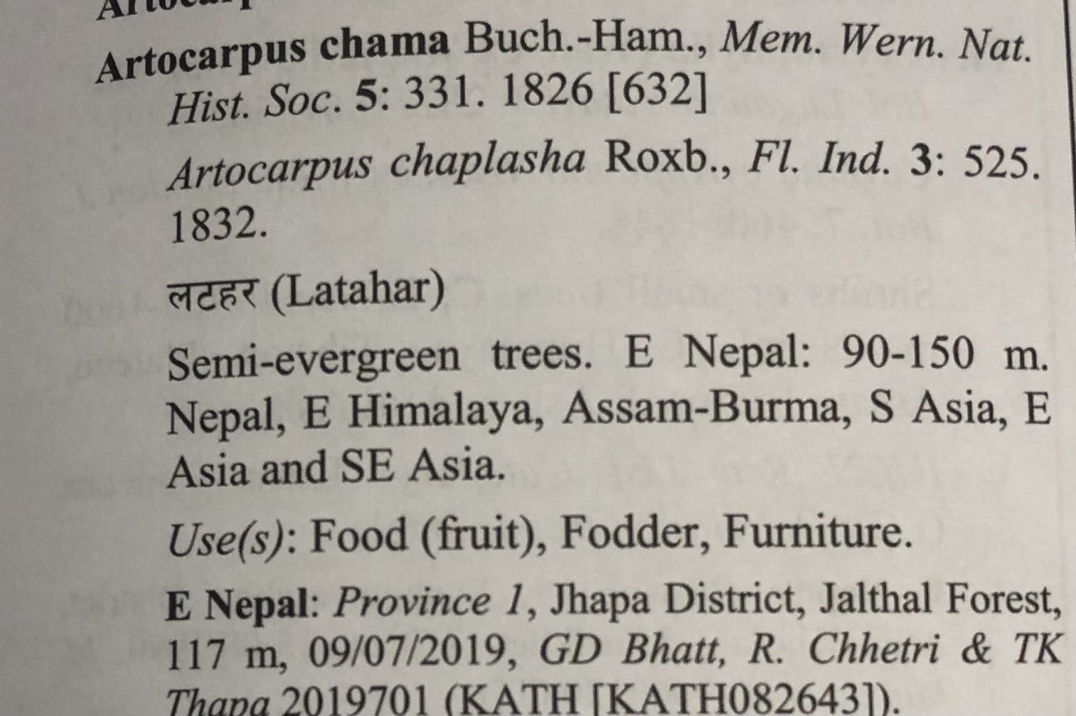 Artocarpus Chama Eflora Of India