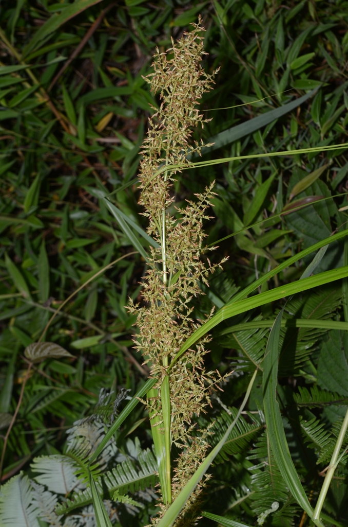 Carex baccans ? – eFlora of India