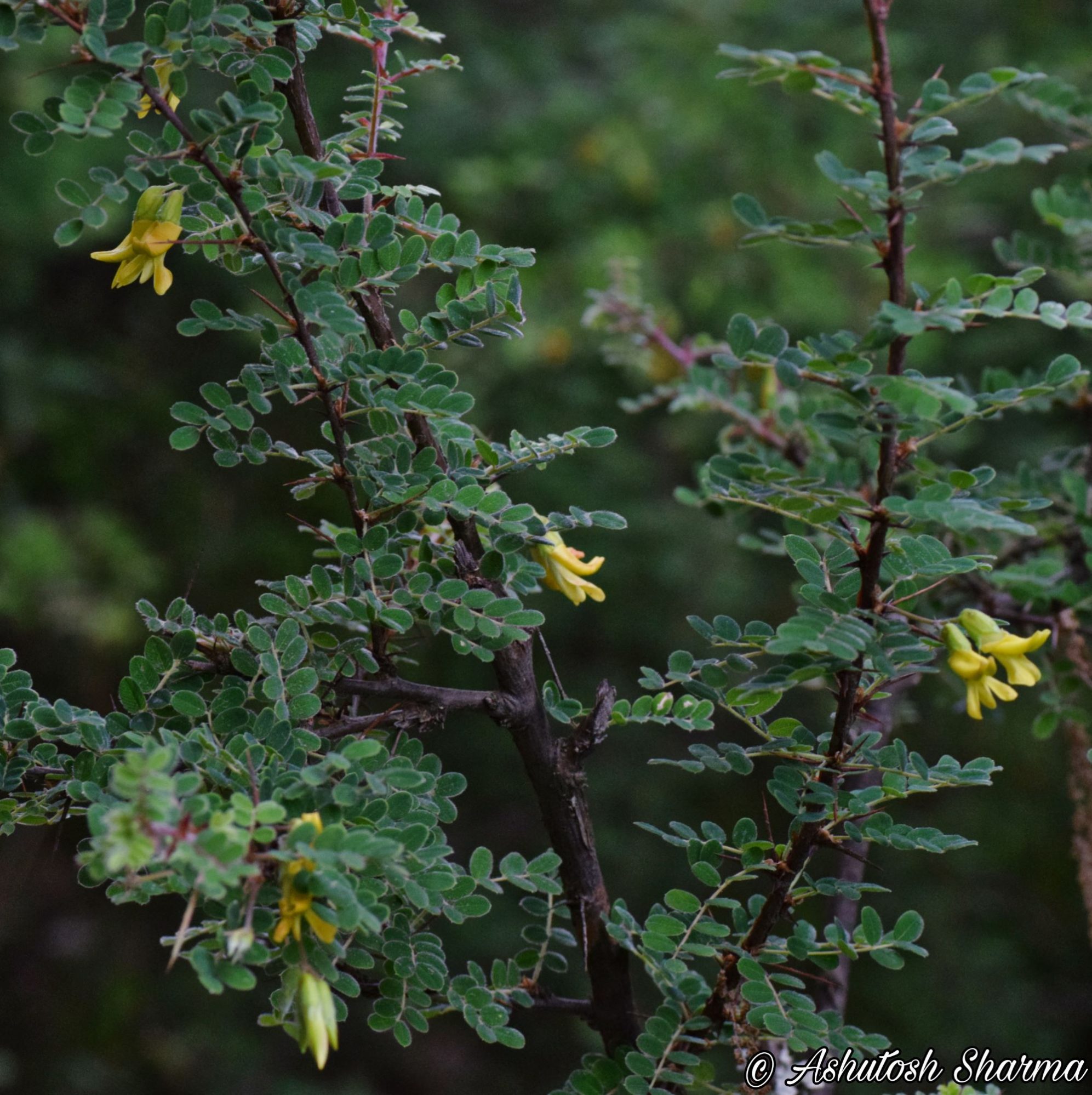 Caragana brevispina eFlora of India
