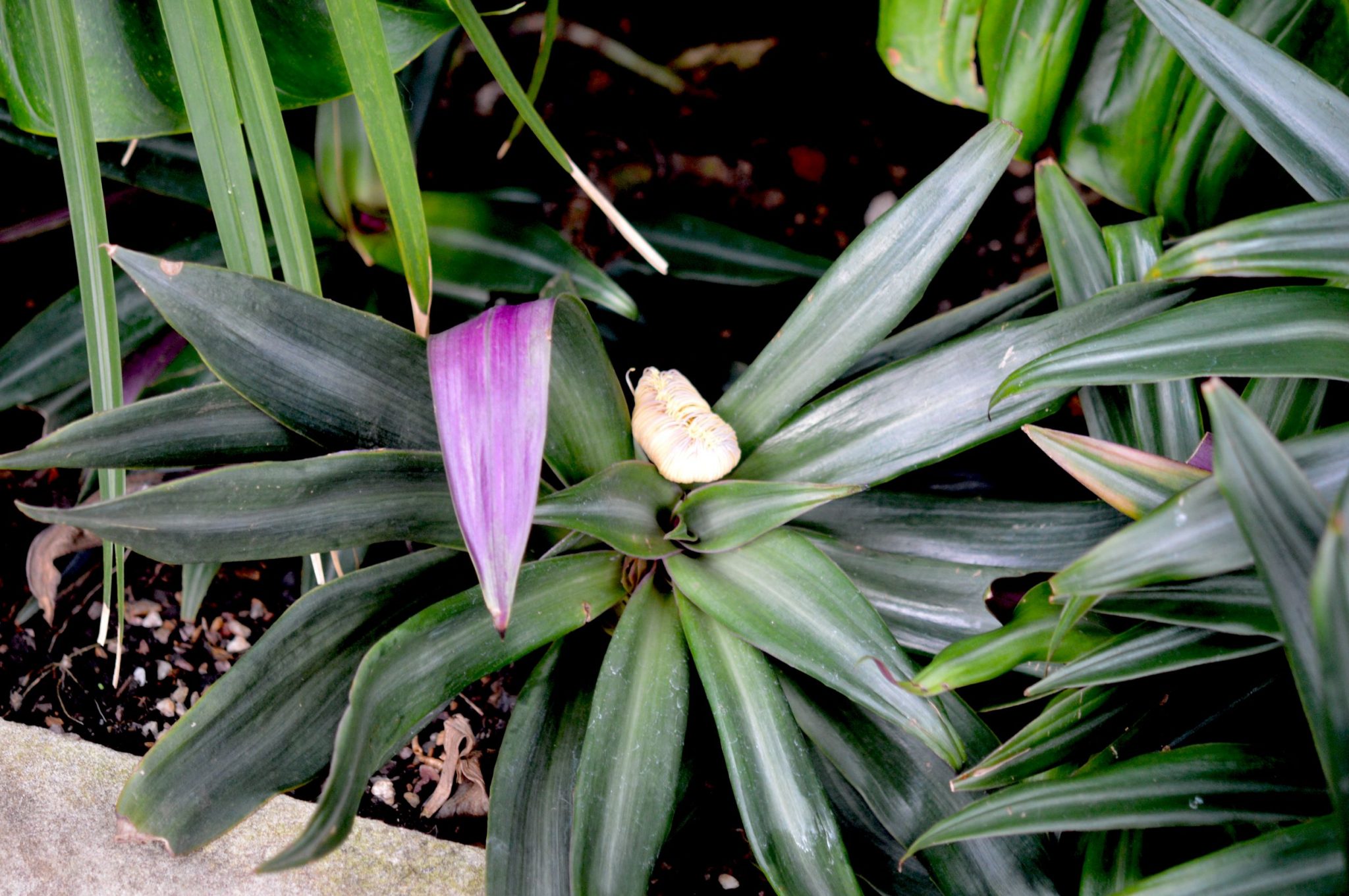 Tradescantia species- Kew, London, UK – eFlora of India