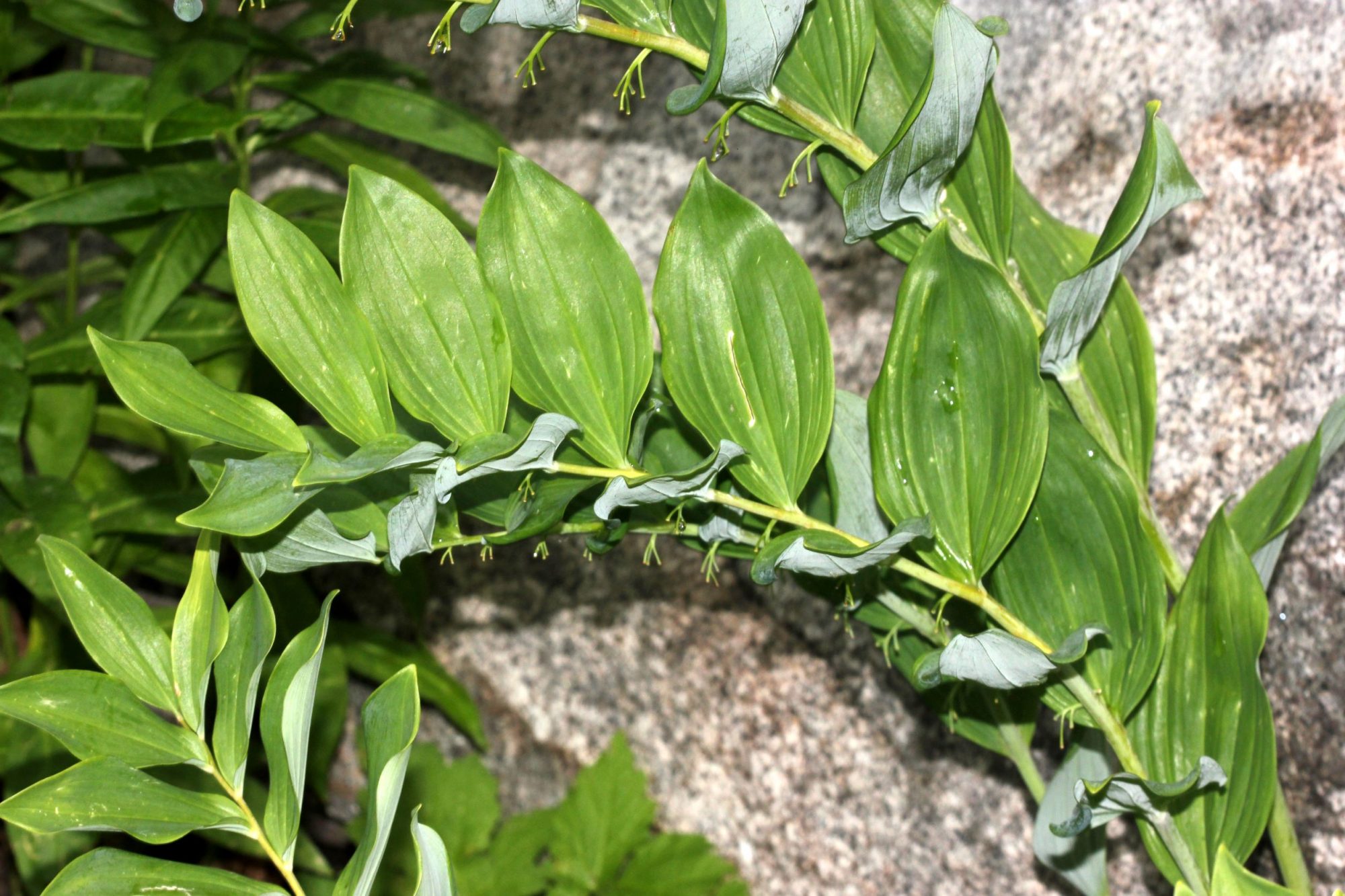 Polygonatum × hybridum (Introduced- USA) – eFlora of India