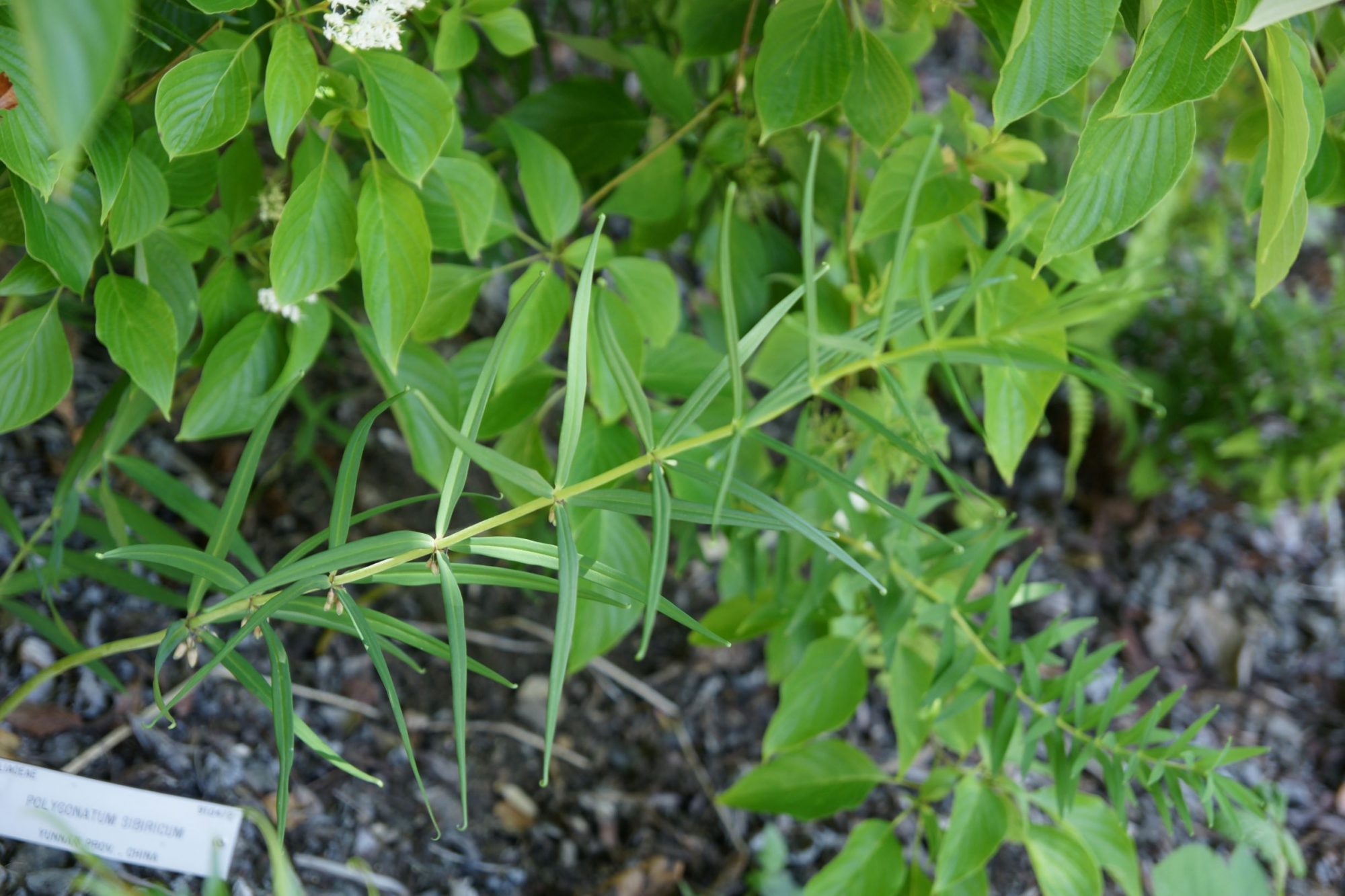 Polygonatum sibiricum (Introduced- USA) – eFlora of India