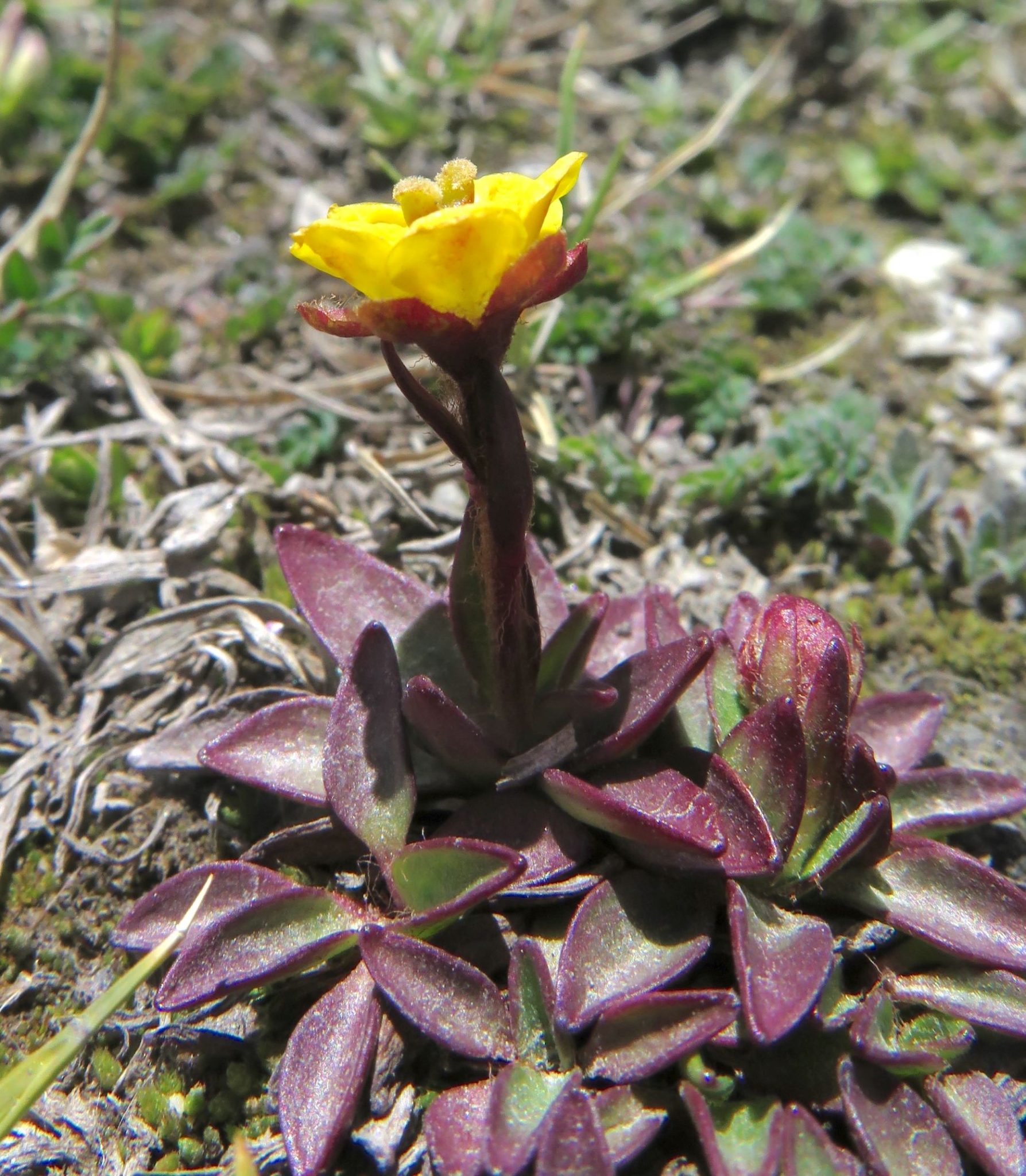 Saxifraga hirculus var. alpina – eFlora of India