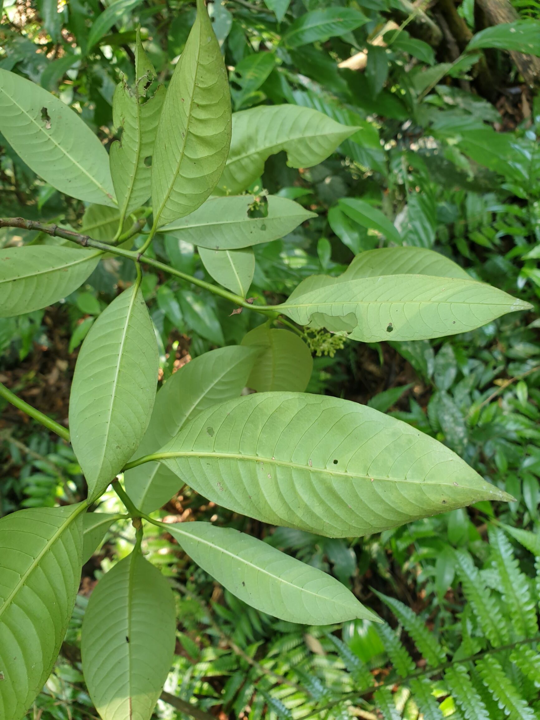 Psychotria adenophylla – eFlora of India