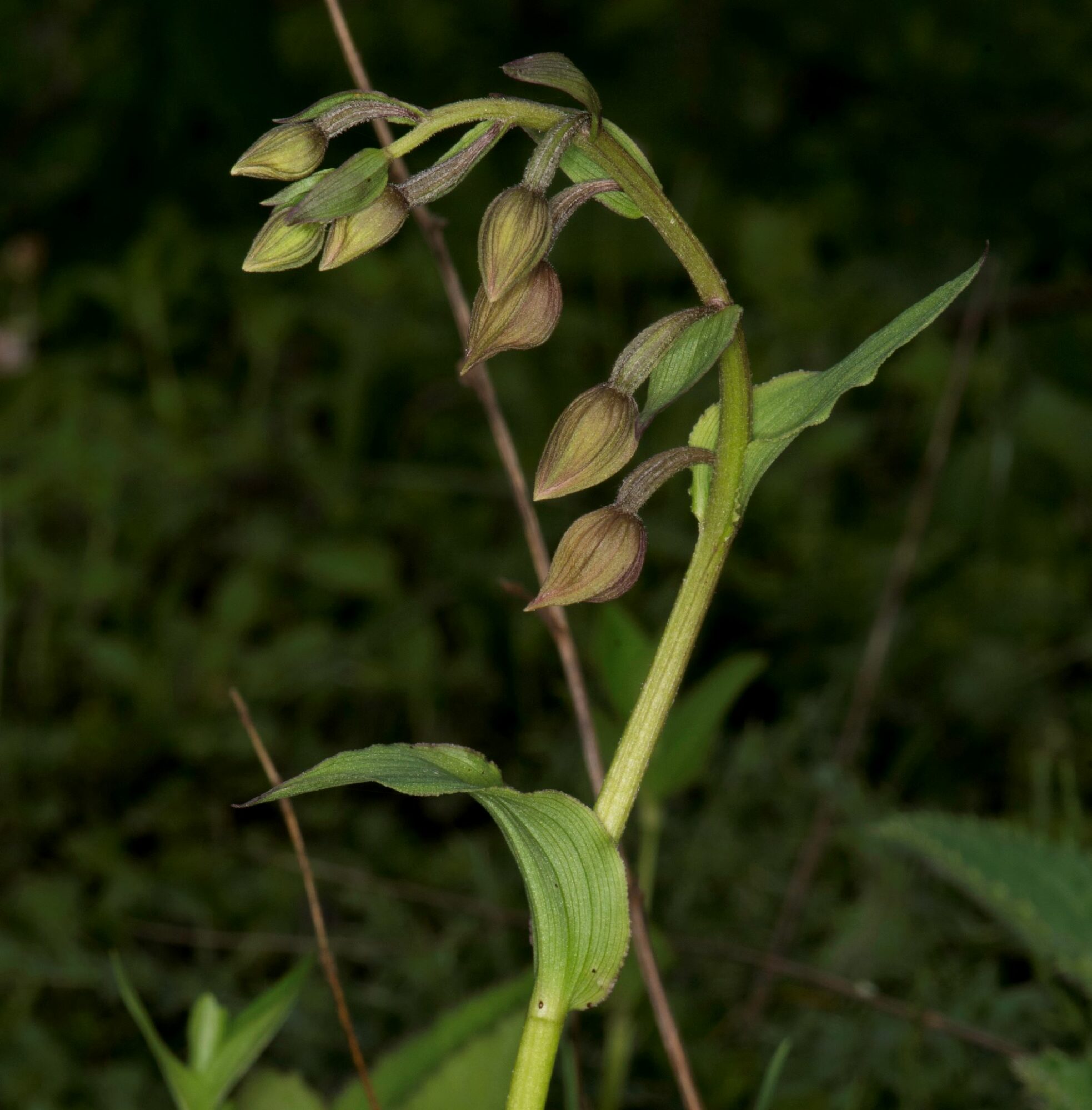 Epipactis species- Juphal, Dolpa, Nepal – eFlora of India