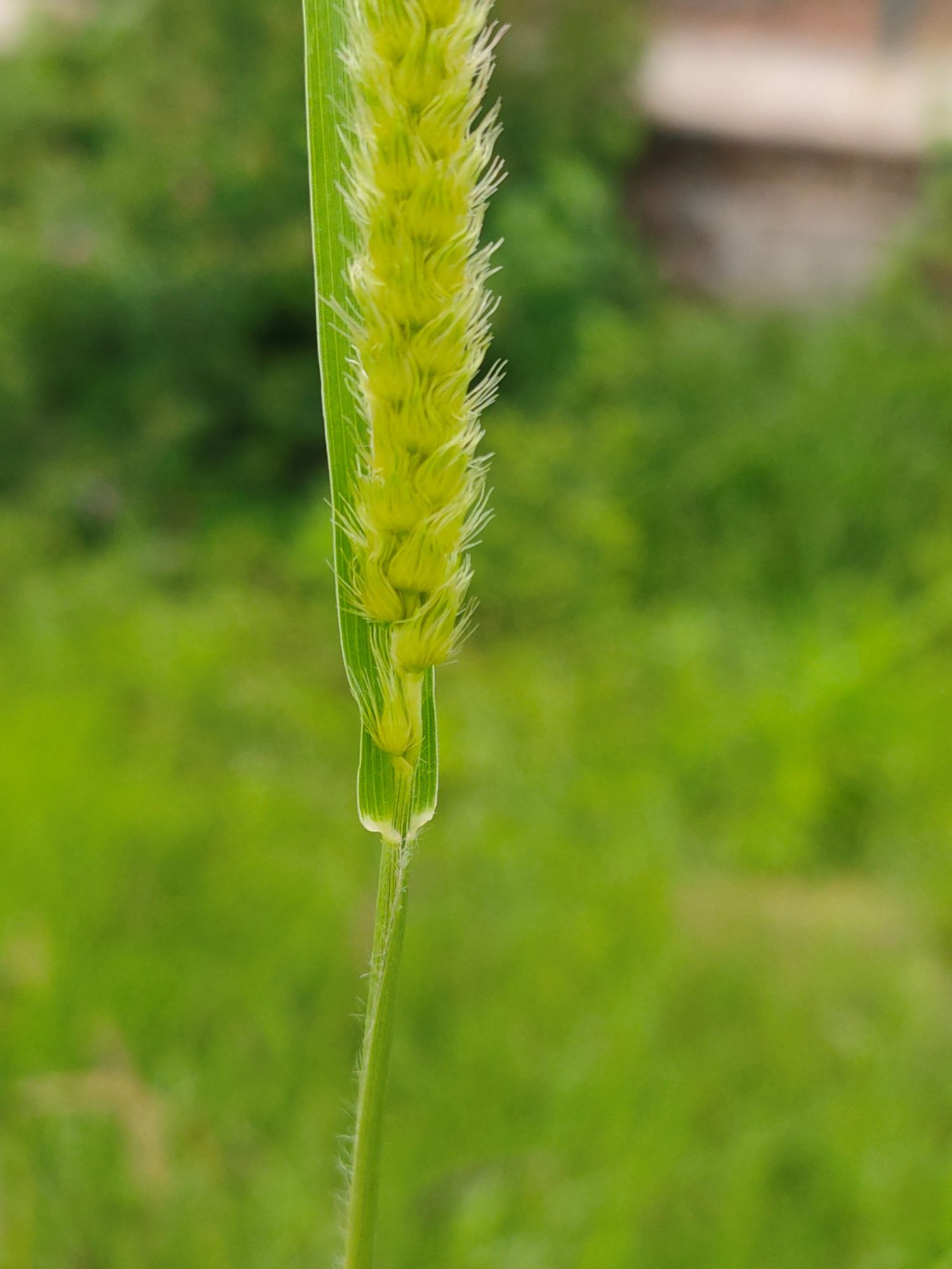 Cenchrus eFlora of India