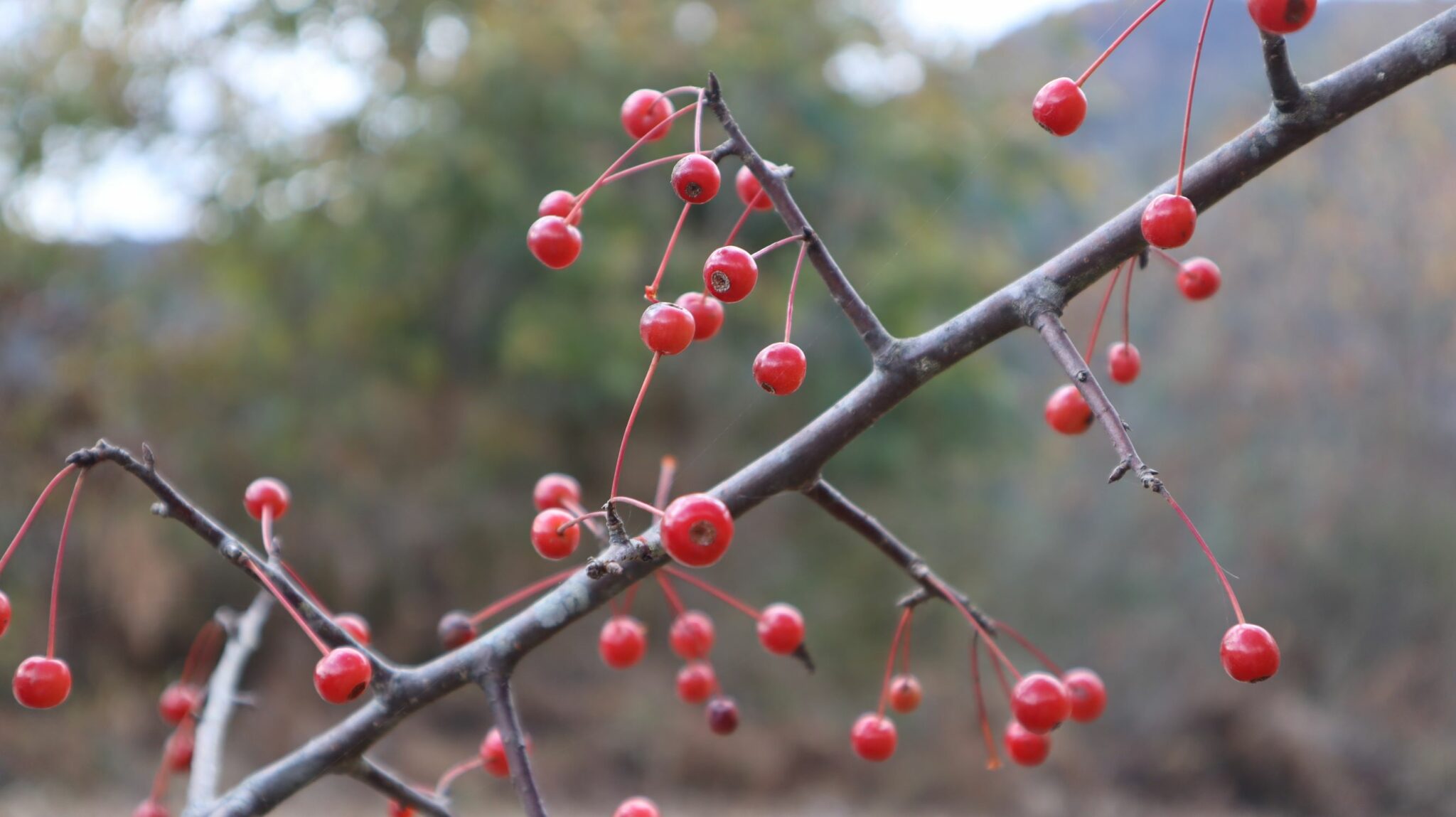 Malus sikkimensis – eFlora of India