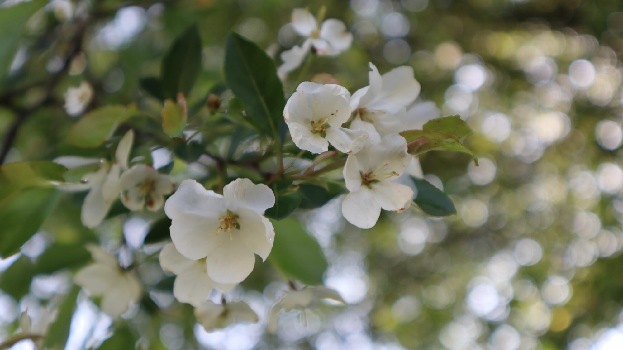 Malus sikkimensis – eFlora of India