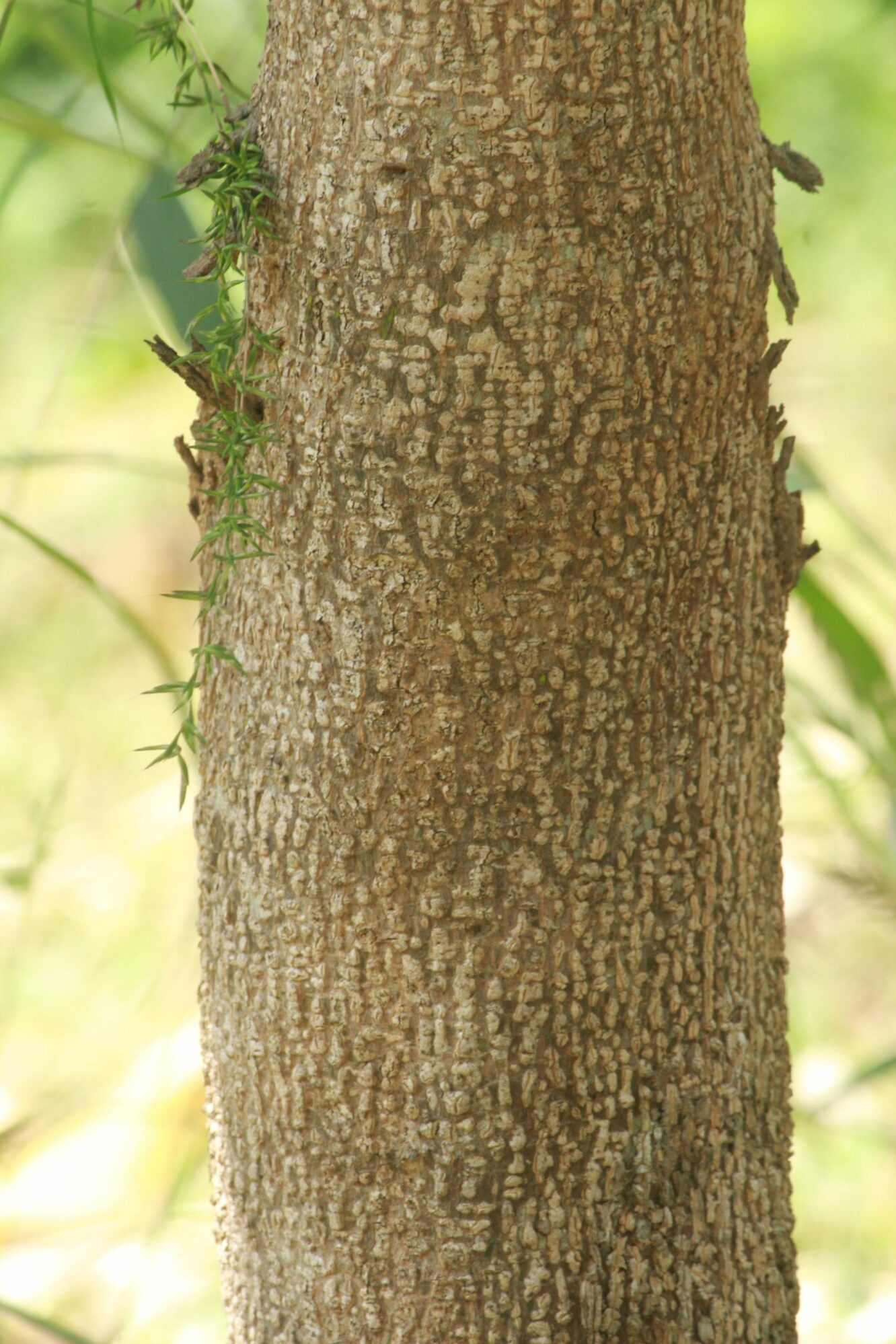 Vepris eFlora of India