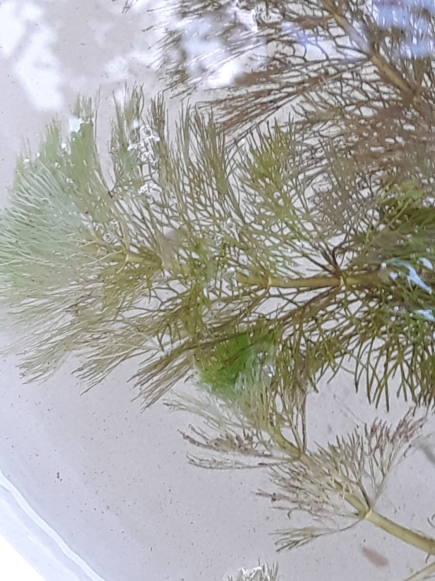 Ceratophyllum eFlora of India