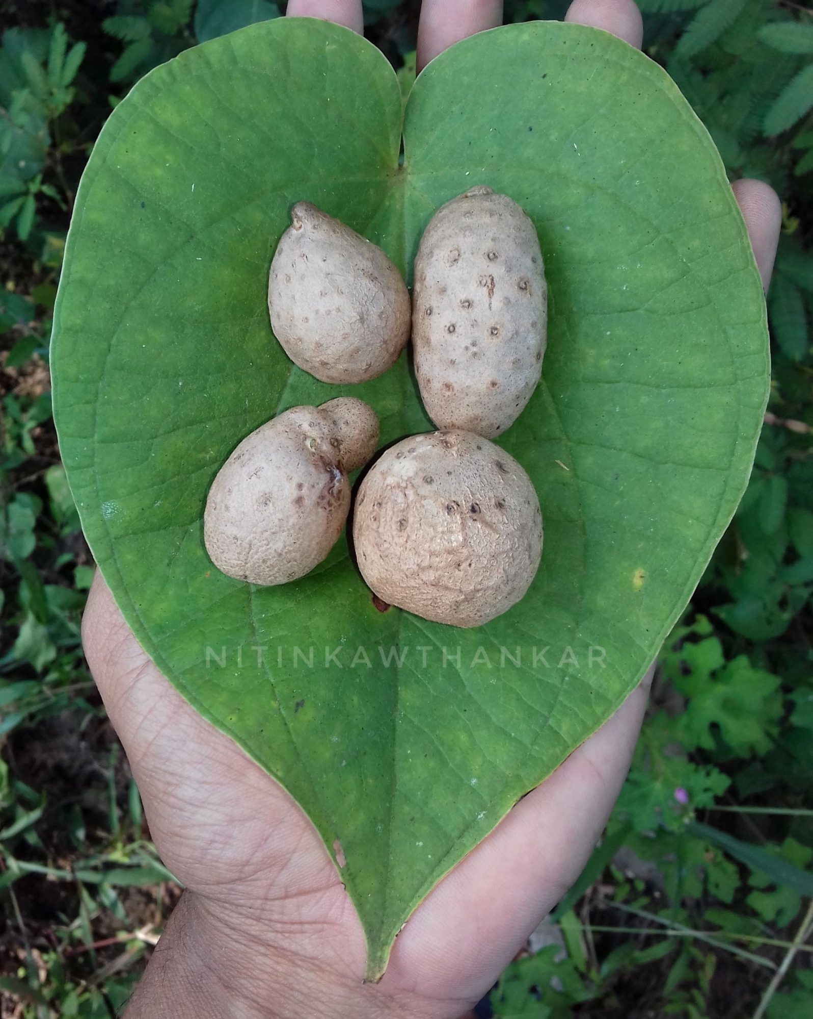 Dioscorea – eFlora of India