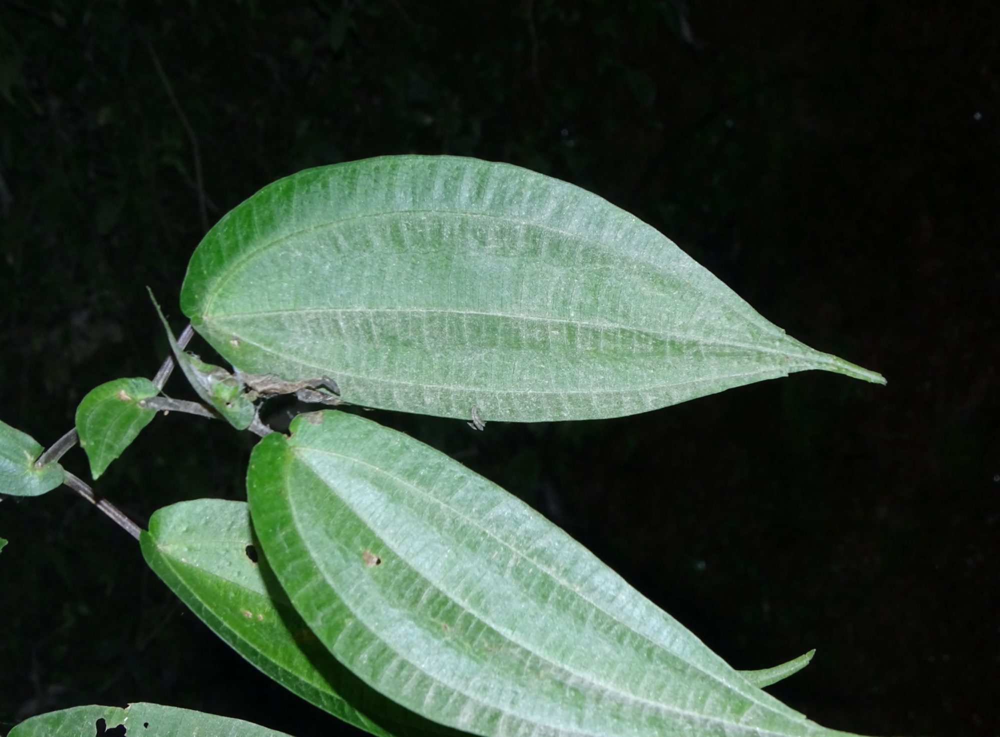 Pilea – eFlora of India