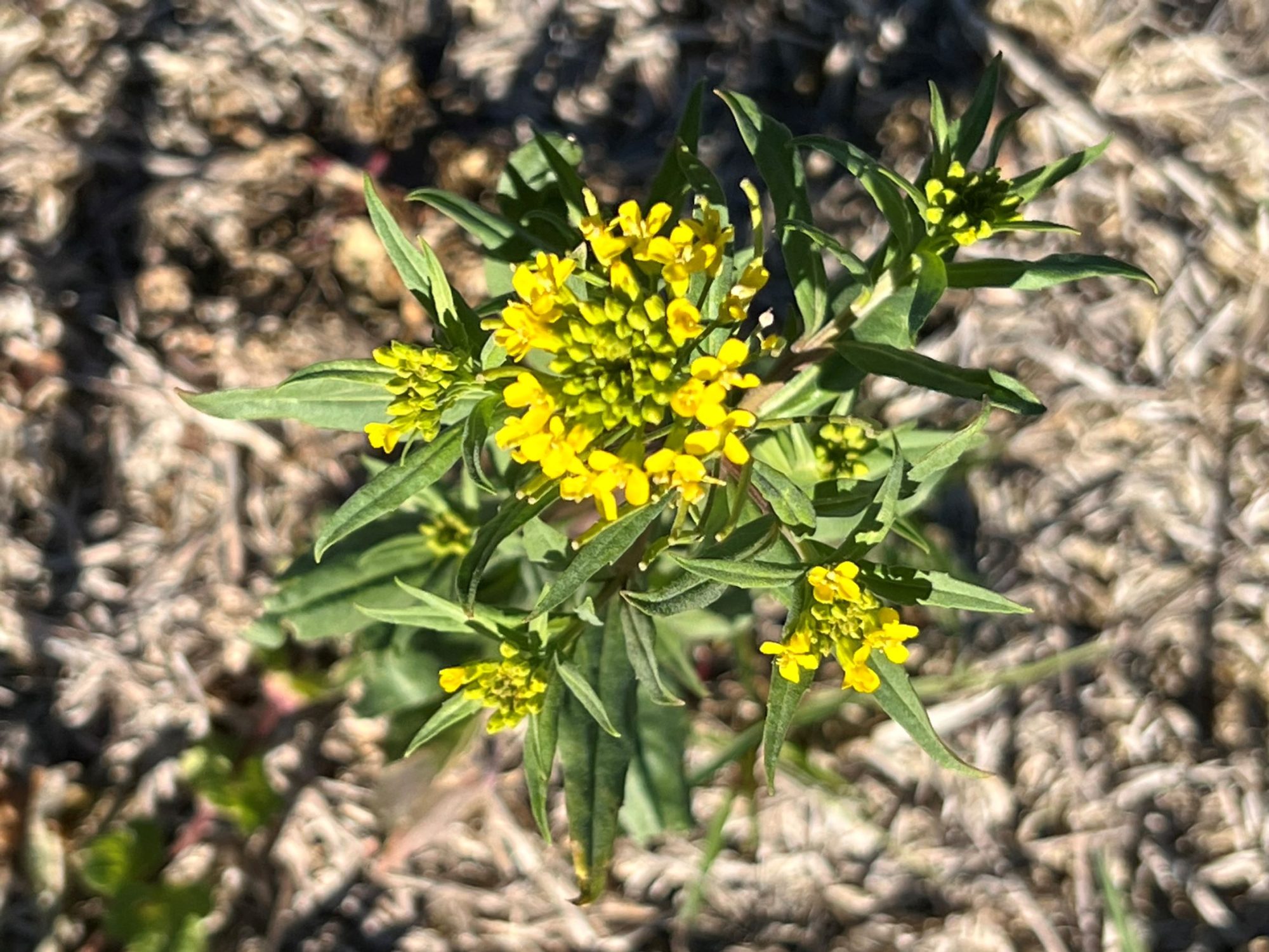 Erysimum cheiranthoides – eFlora of India