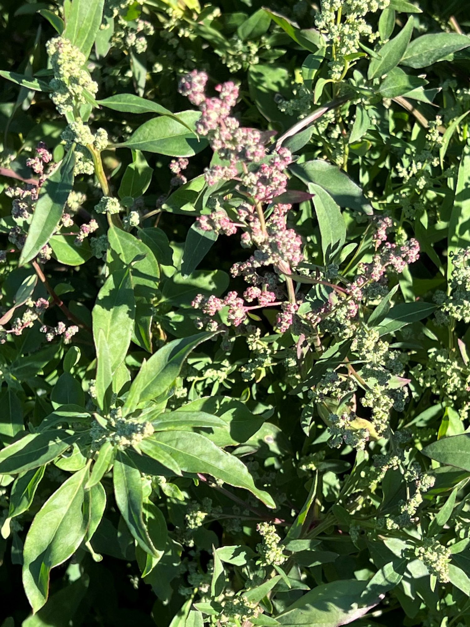 Atriplex micrantha (Introduced- Canada) – eFlora of India