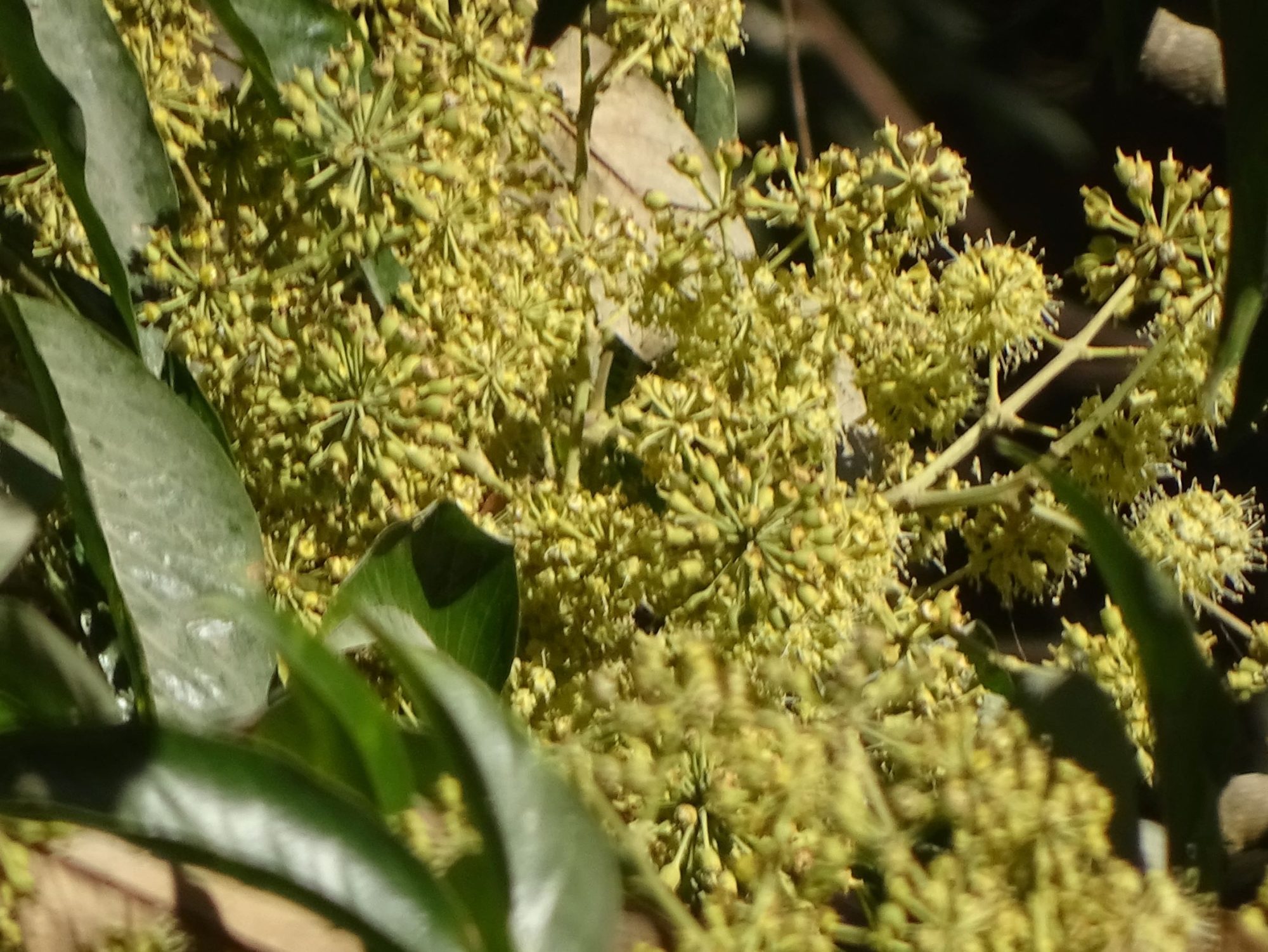 Schefflera – eFlora of India