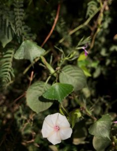 Convulvulus species- Ahmedabad – eFlora of India