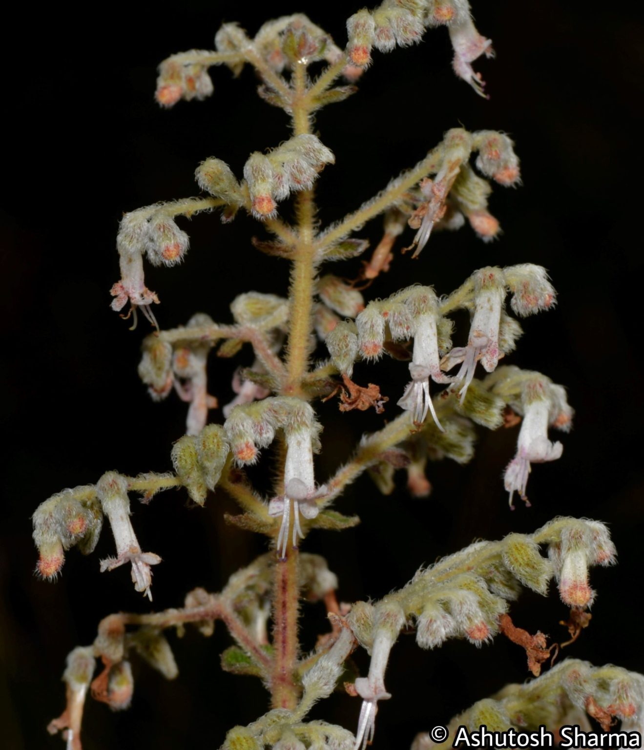 Isodon – eFlora of India
