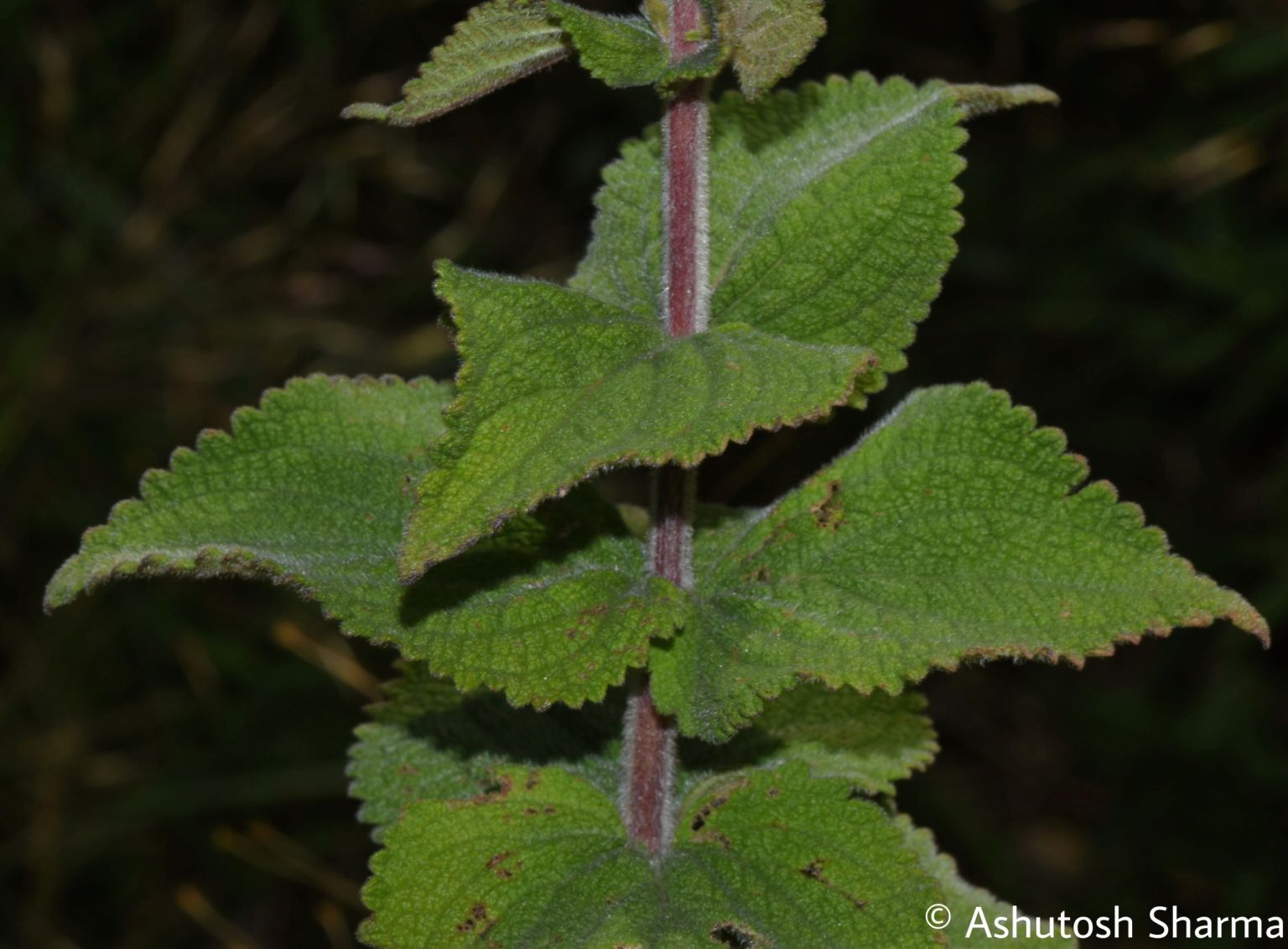 Isodon – eFlora of India