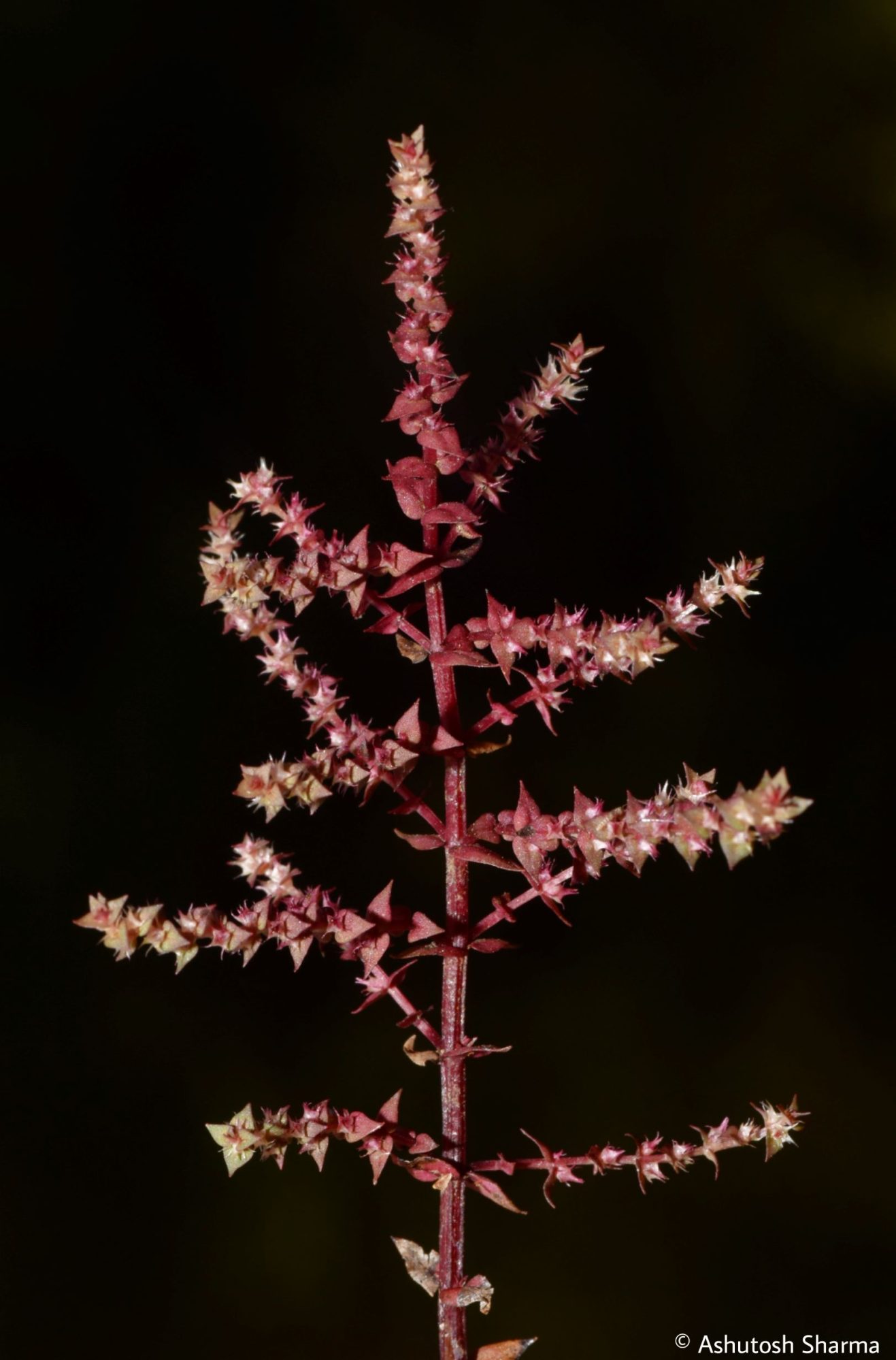 Indian Rotala Rotala – eFlora of India