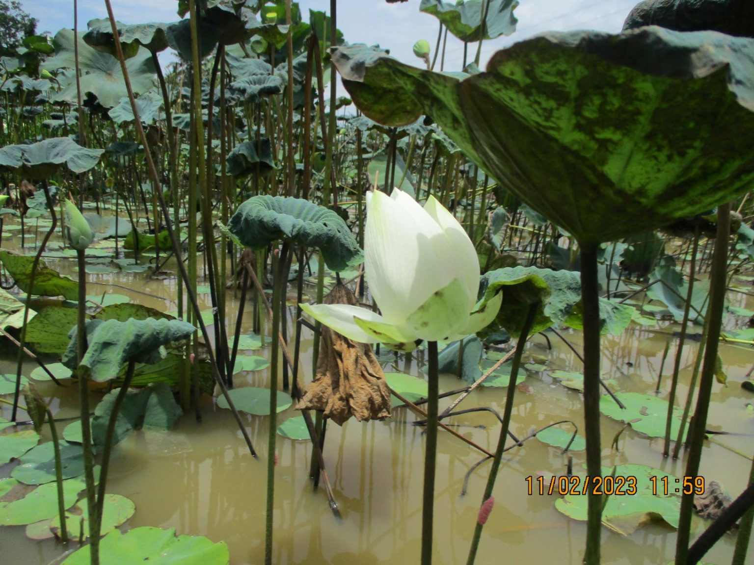 nelumbo-lutea-introduced-thailand-eflora-of-india