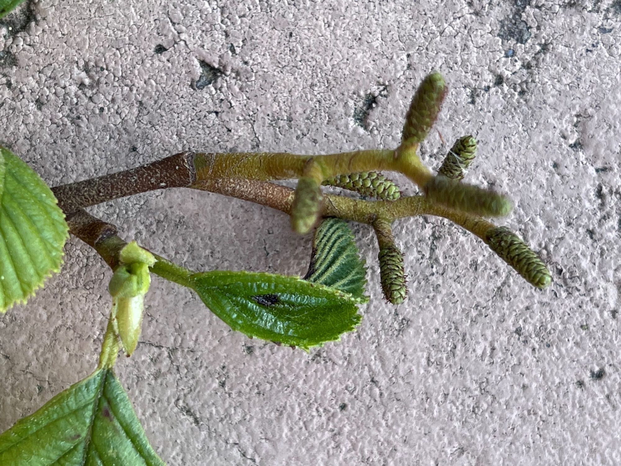 Alnus rhombifolia (USA) – eFlora of India