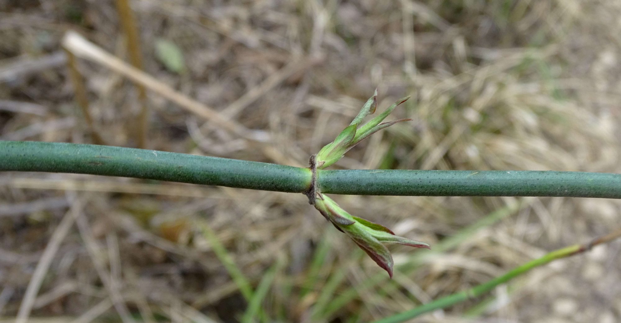 Nepal shrub in Kathmandu Valley eFlora of India