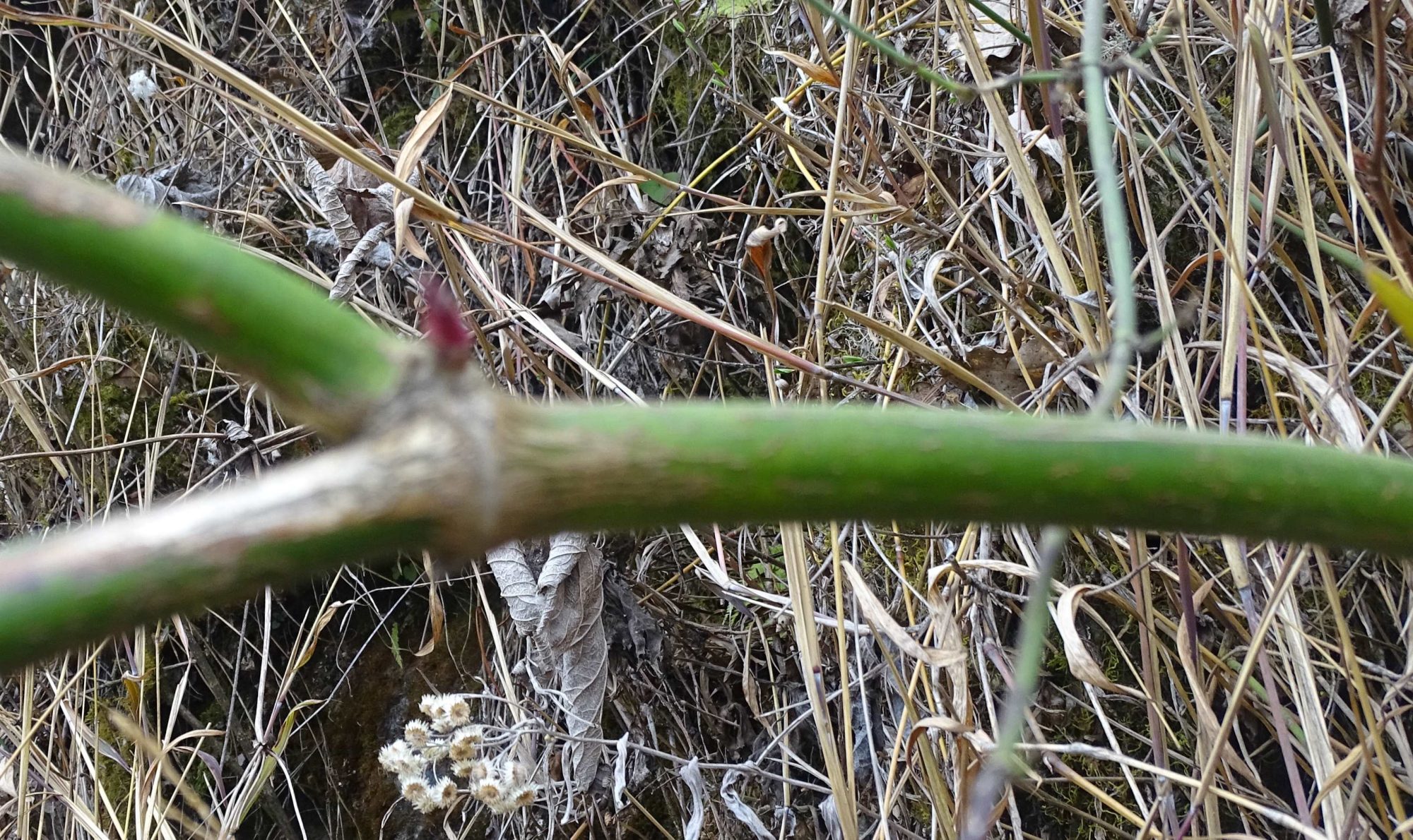 Nepal shrub in Kathmandu Valley eFlora of India