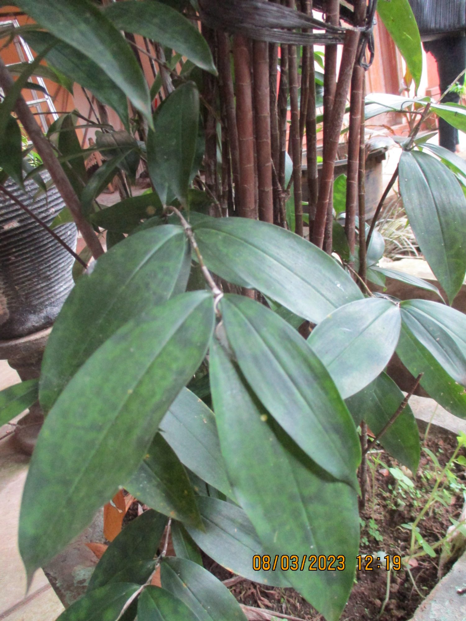 Dracaena species- Java, Indonesia – eFlora of India