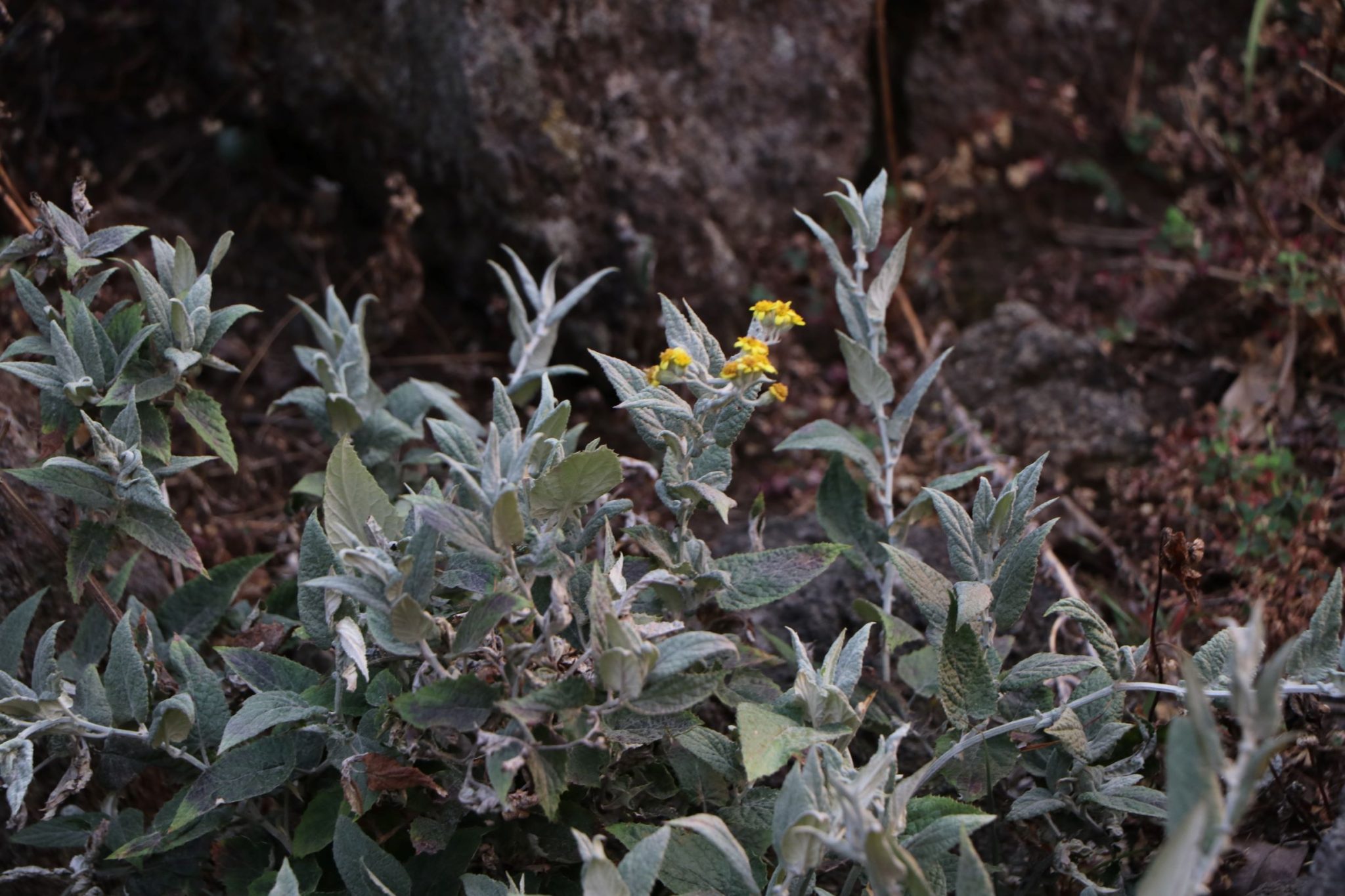 Senecio candicans – eFlora of India