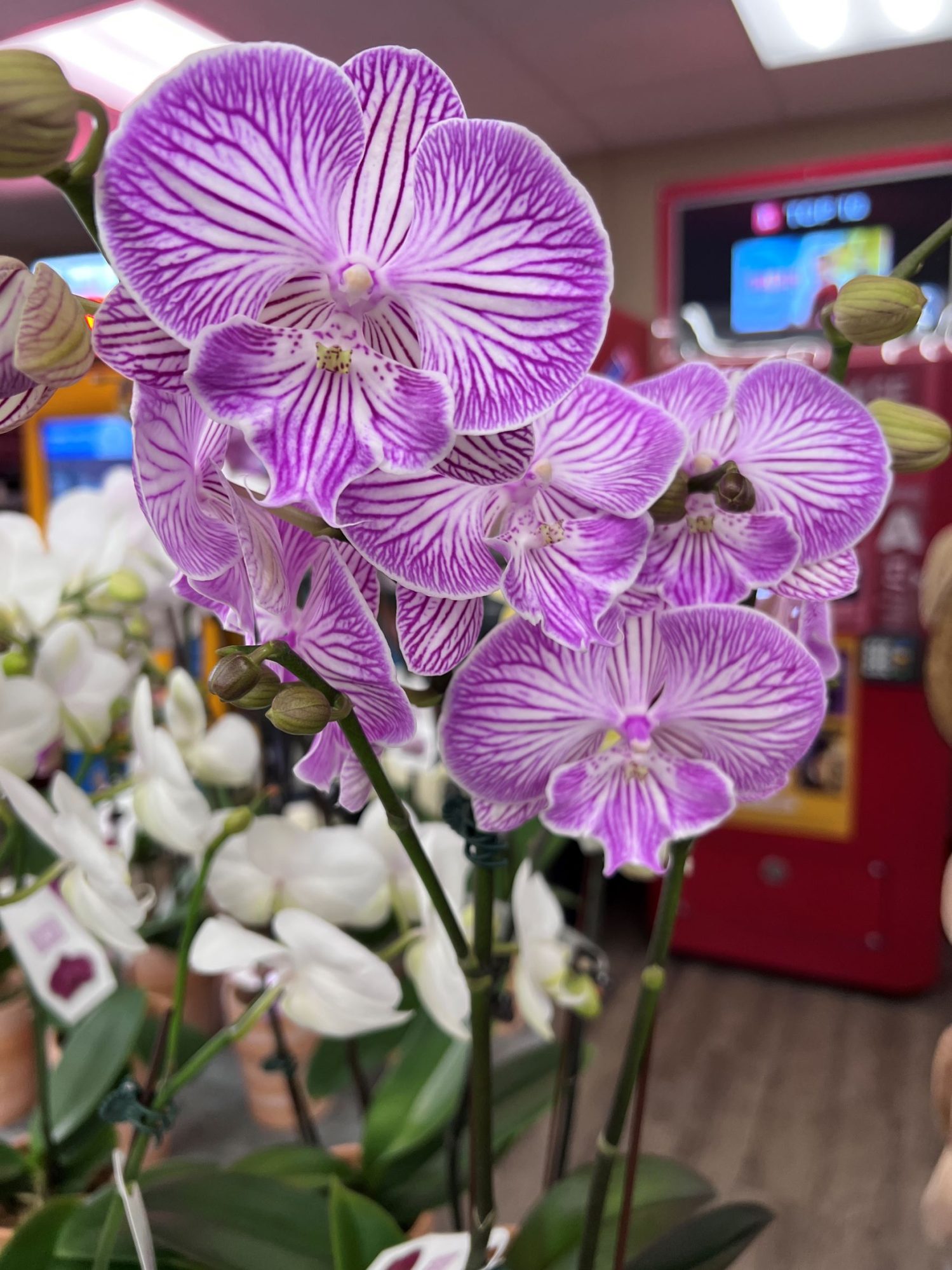 phalaenopsis-cultivar-in-a-fremont-store-in-california-usa-eflora
