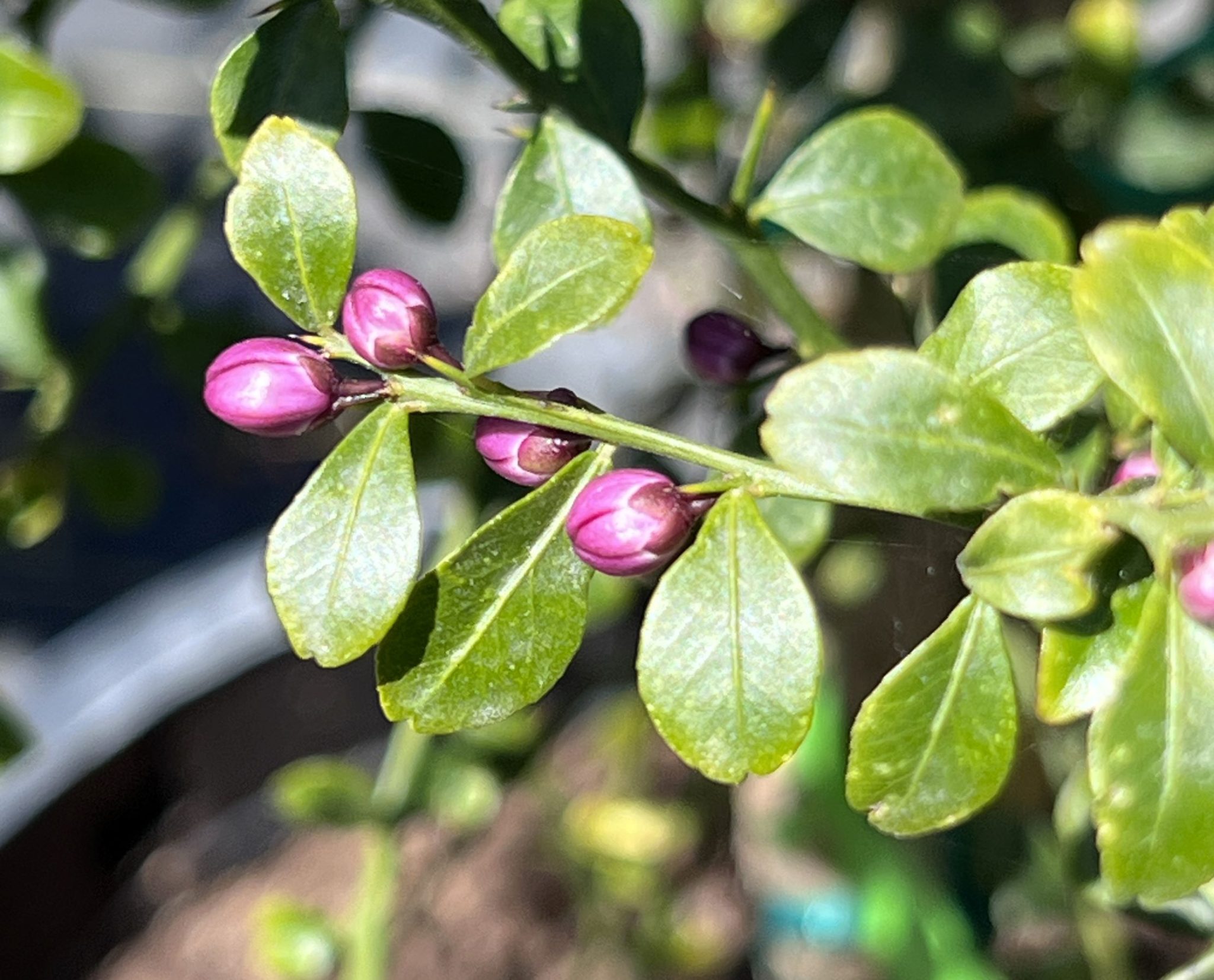 Citrus australasica (Introduced- USA) – eFlora of India