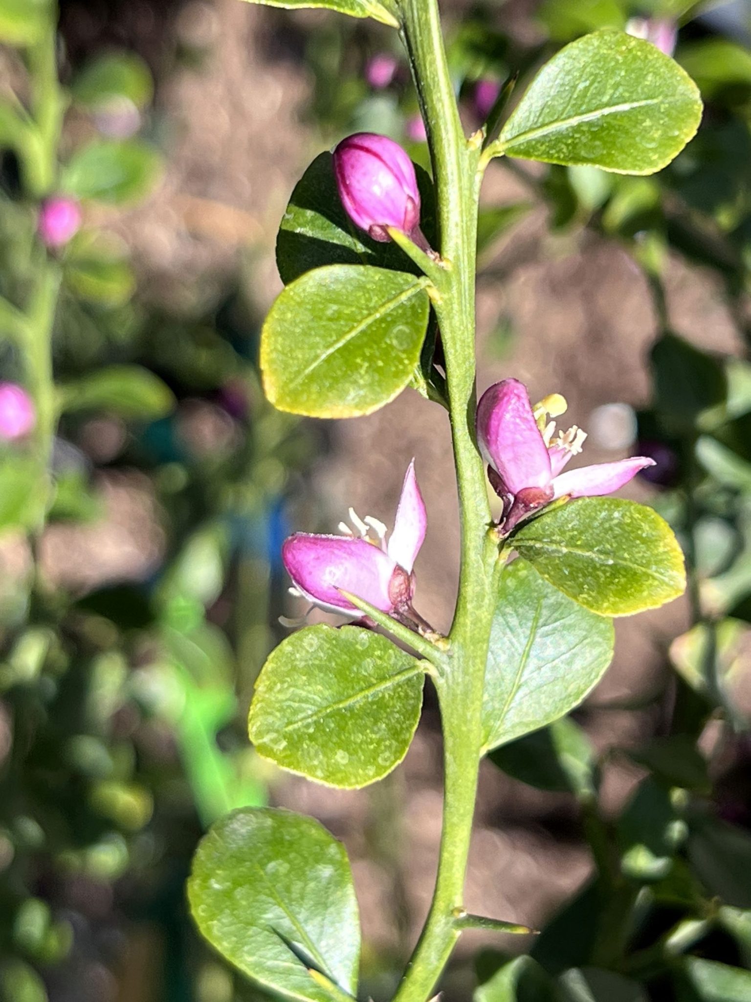 Citrus australasica (Introduced- USA) – eFlora of India