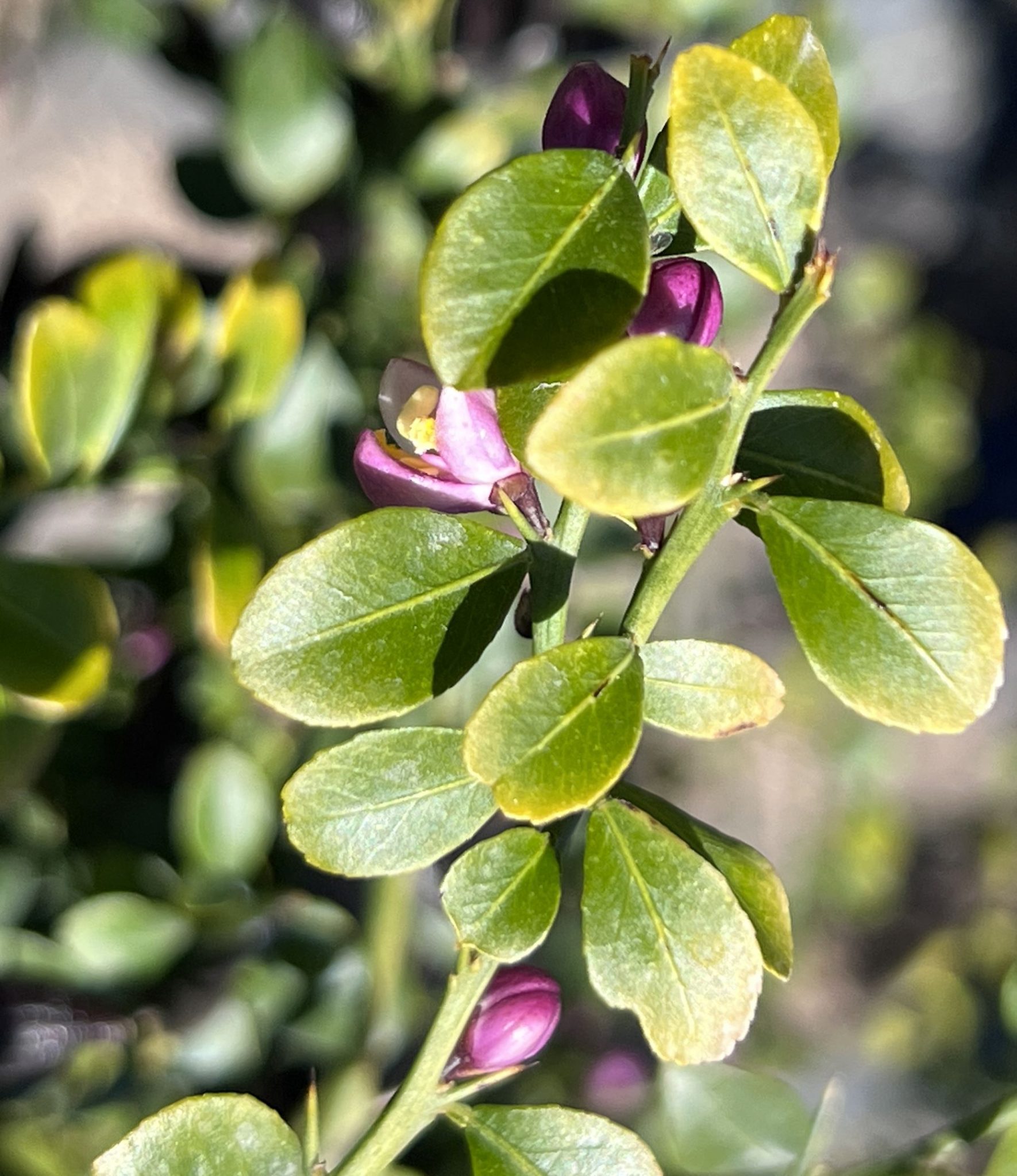 Citrus australasica (Introduced- USA) – eFlora of India