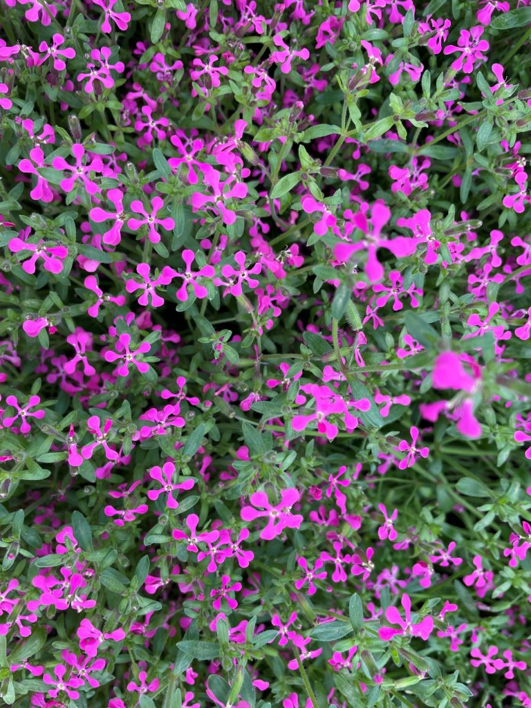 Saponaria calabrica (Introduced) – eFlora of India