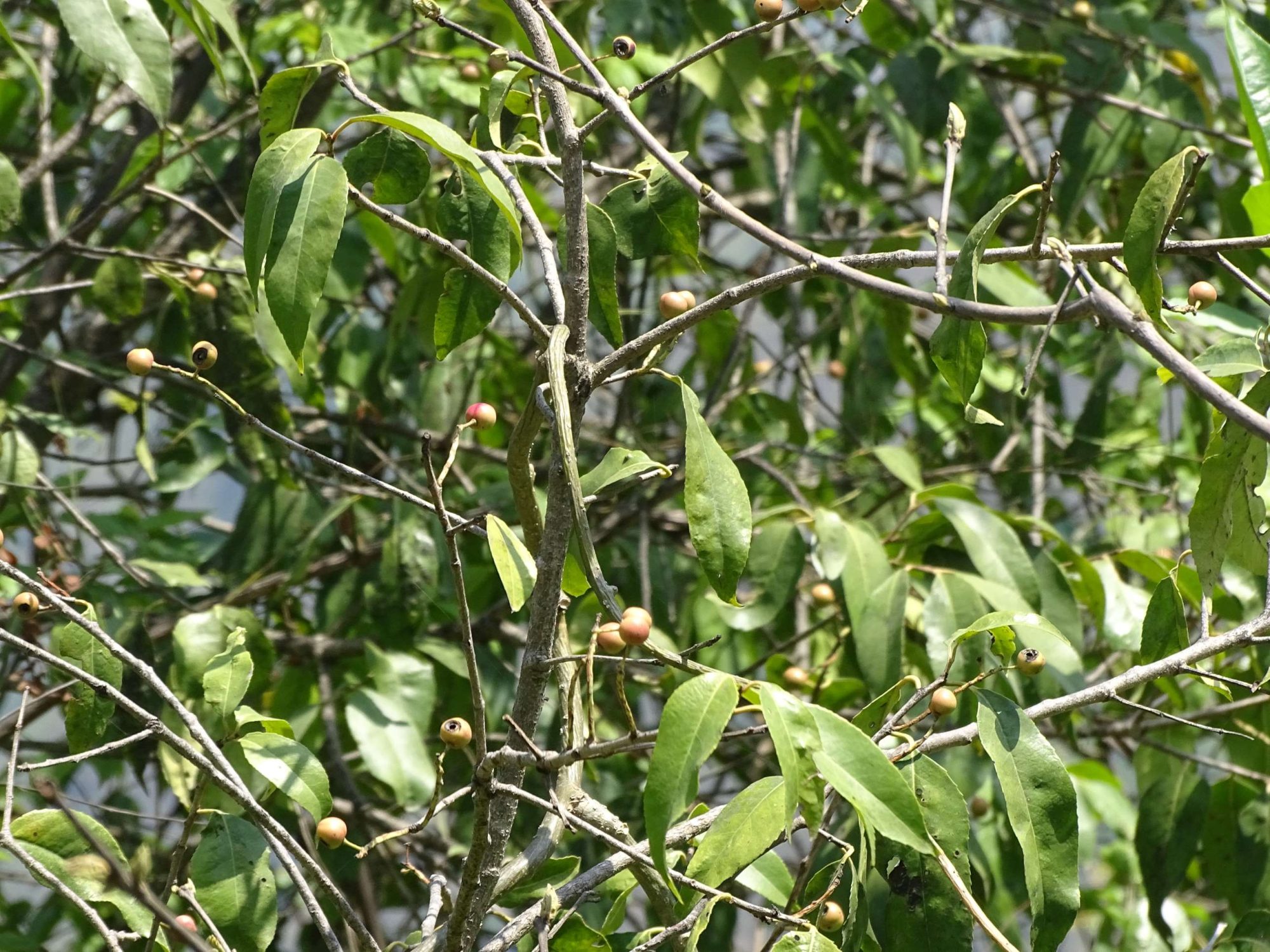 Salacea Salacia chinensis ? – eFlora of India