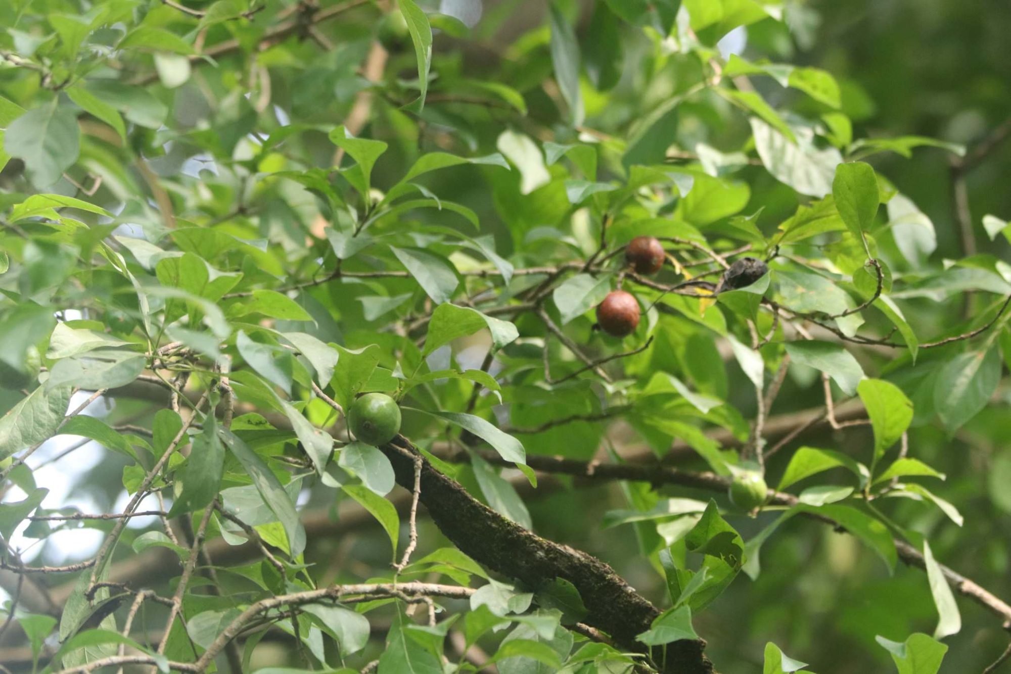 Canthium – eFlora of India