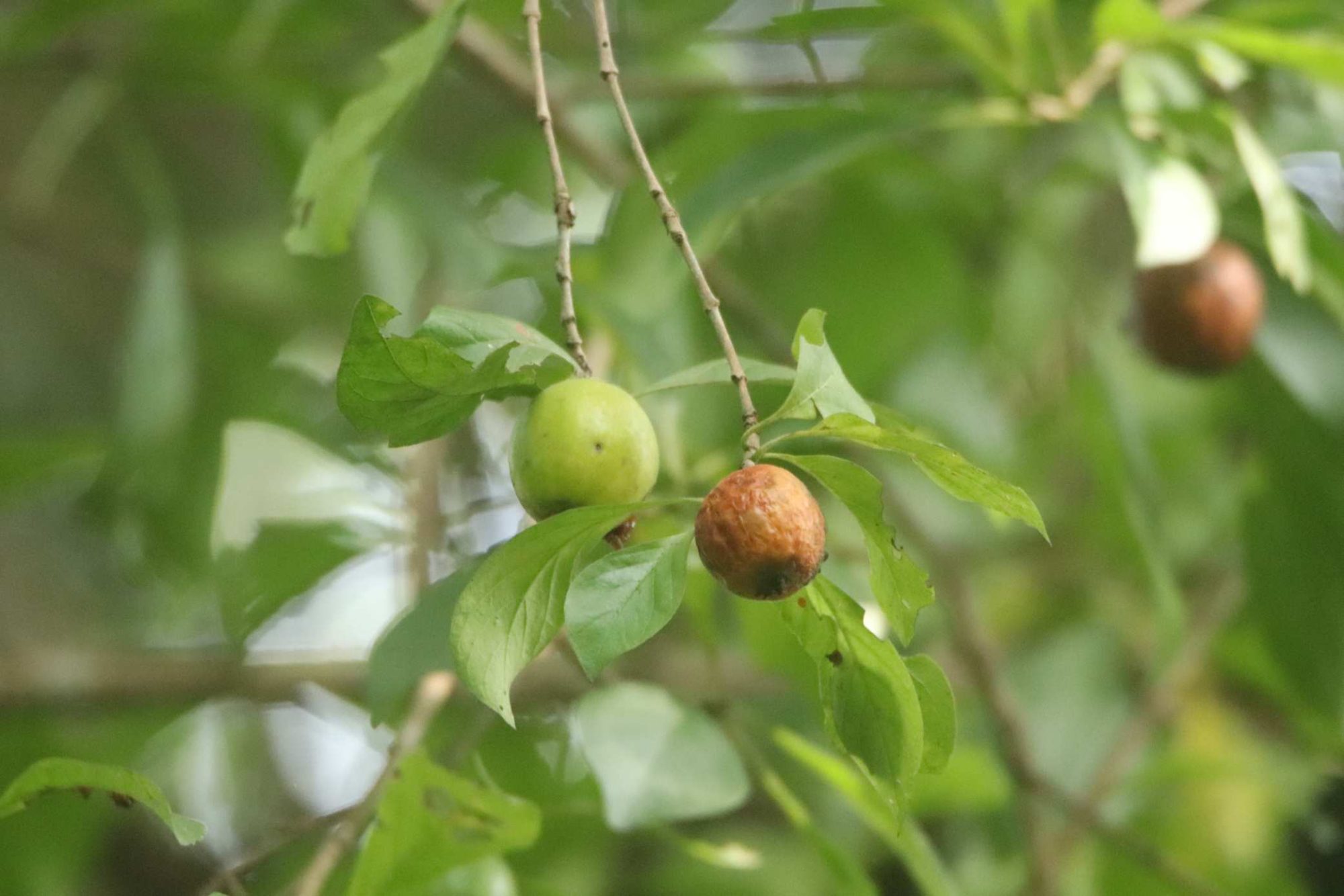 Canthium – eFlora of India