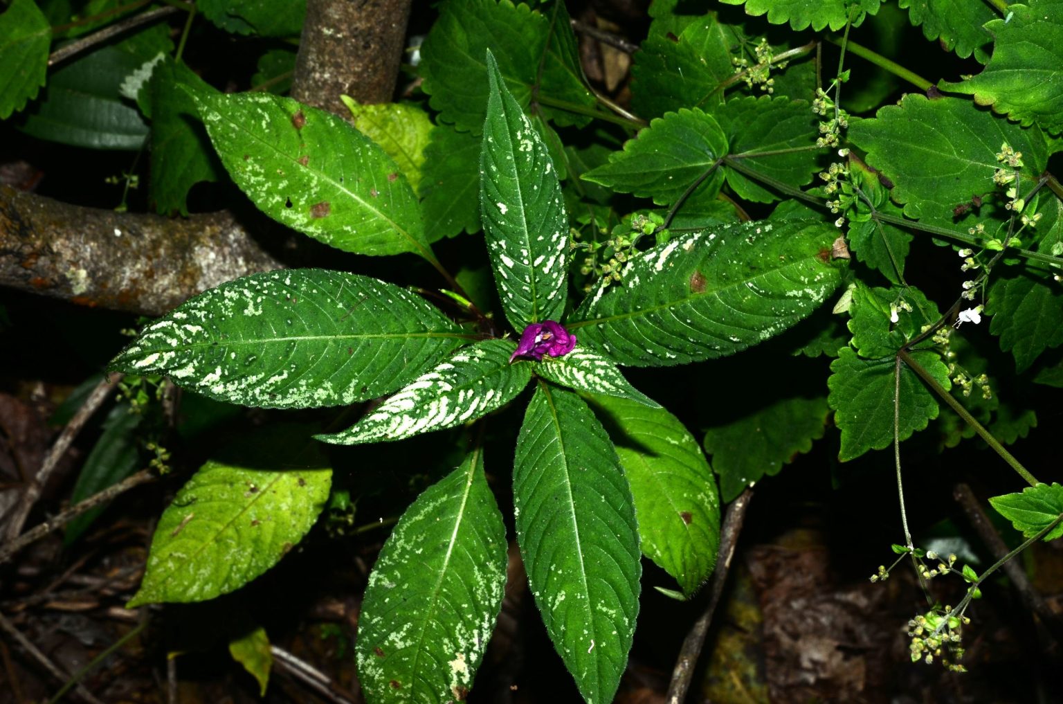 Impatiens species- Ailawng, Mizoram – eFlora of India