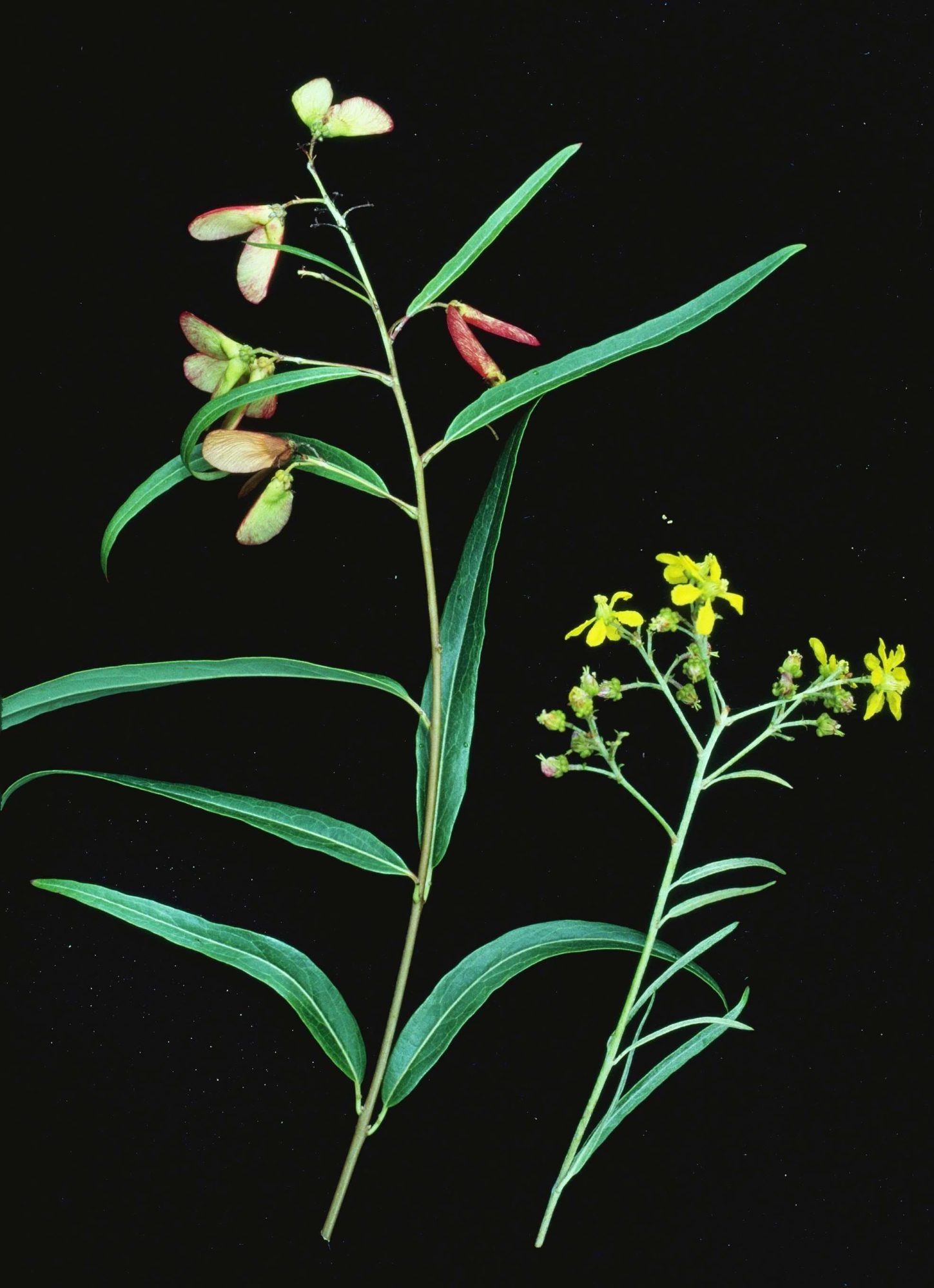 Malpighiaceae – eFlora of India
