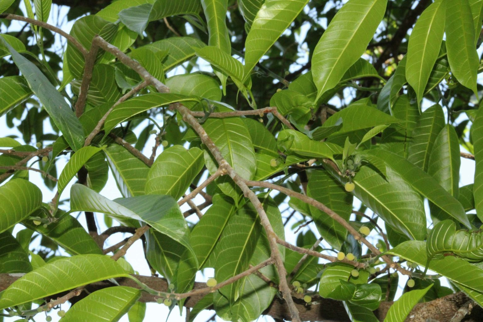 Artocarpus – eFlora of India