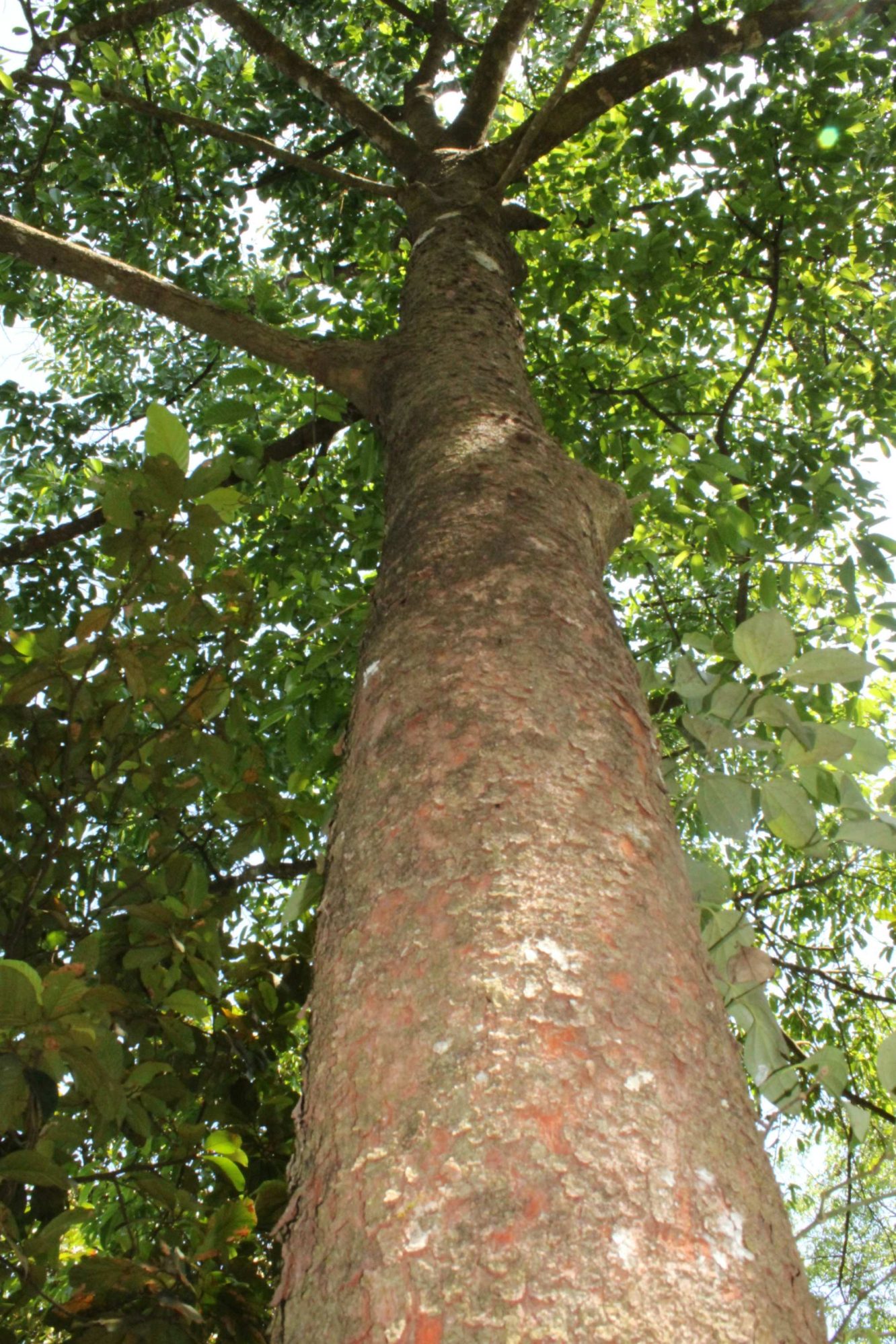 Artocarpus – eFlora of India